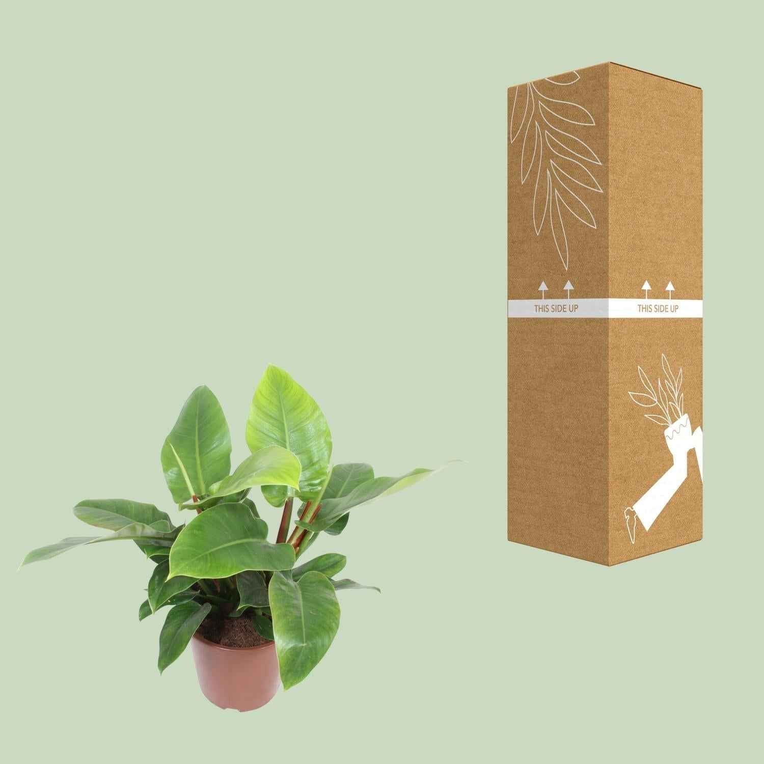 Image of Philodendron Imperial Green – Baumfreund – Ø27cm ↕80cm – Große pflegeleichte Zimmerpflanze mit grünen Blättern für Wohnzimmer & Büro-2