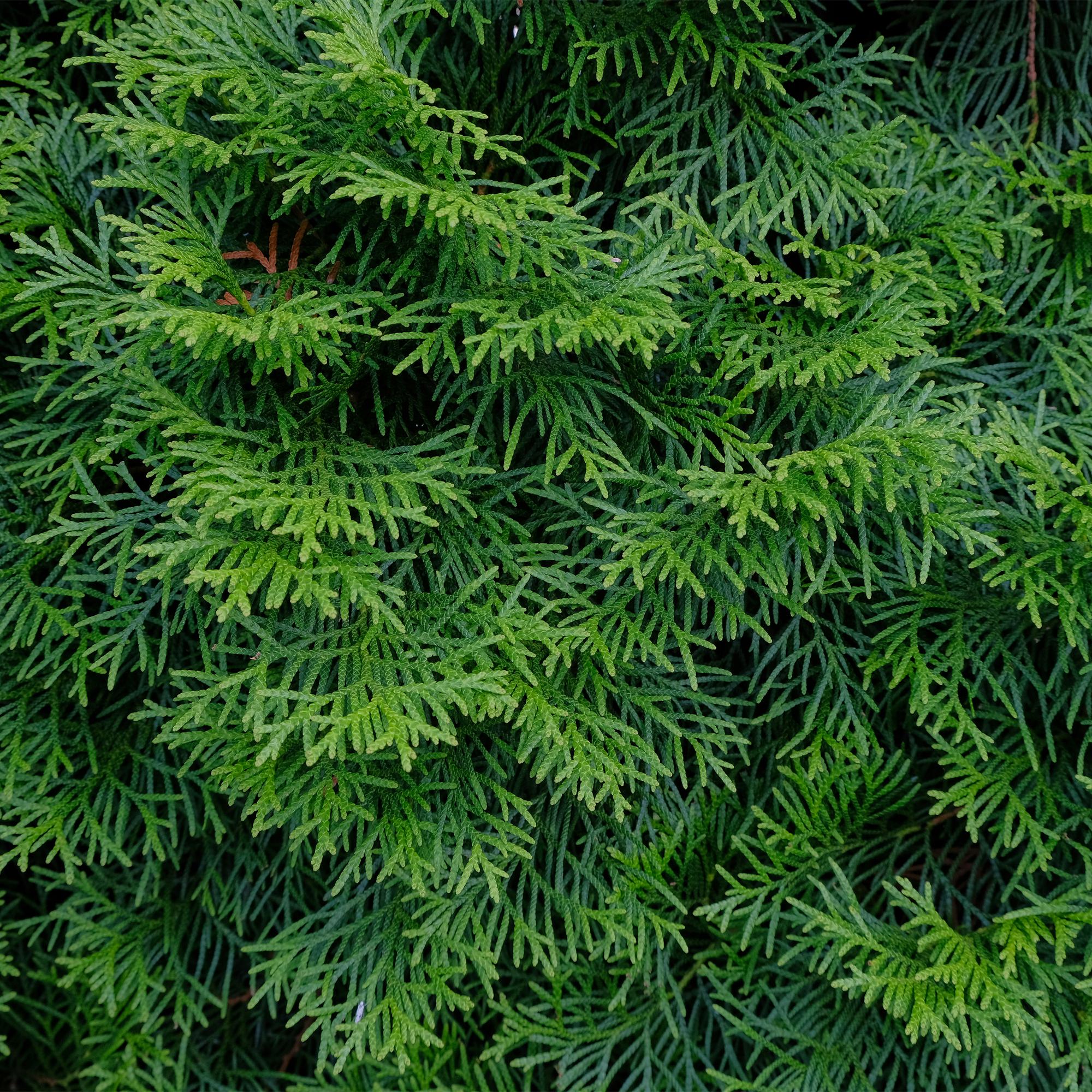 Image of Lebensbaum Thuja occidentalis Smaragd – Immergrüne Heckenpflanze – 8 Pflanzen – 1m – 9cm Höhe 30-35cm – Schnellwachsend & Pflegeleicht-3