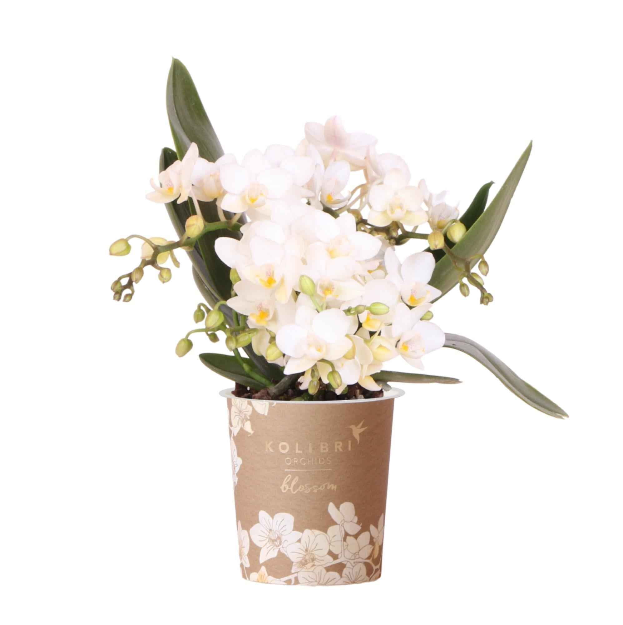 Image of Weiße Phalaenopsis Orchidee Nazaré – Ø9cm – Elegante Zimmerpflanze – Pflegeleicht & Blühfreudig – Ideal für Küche, Wohnzimmer & Büro