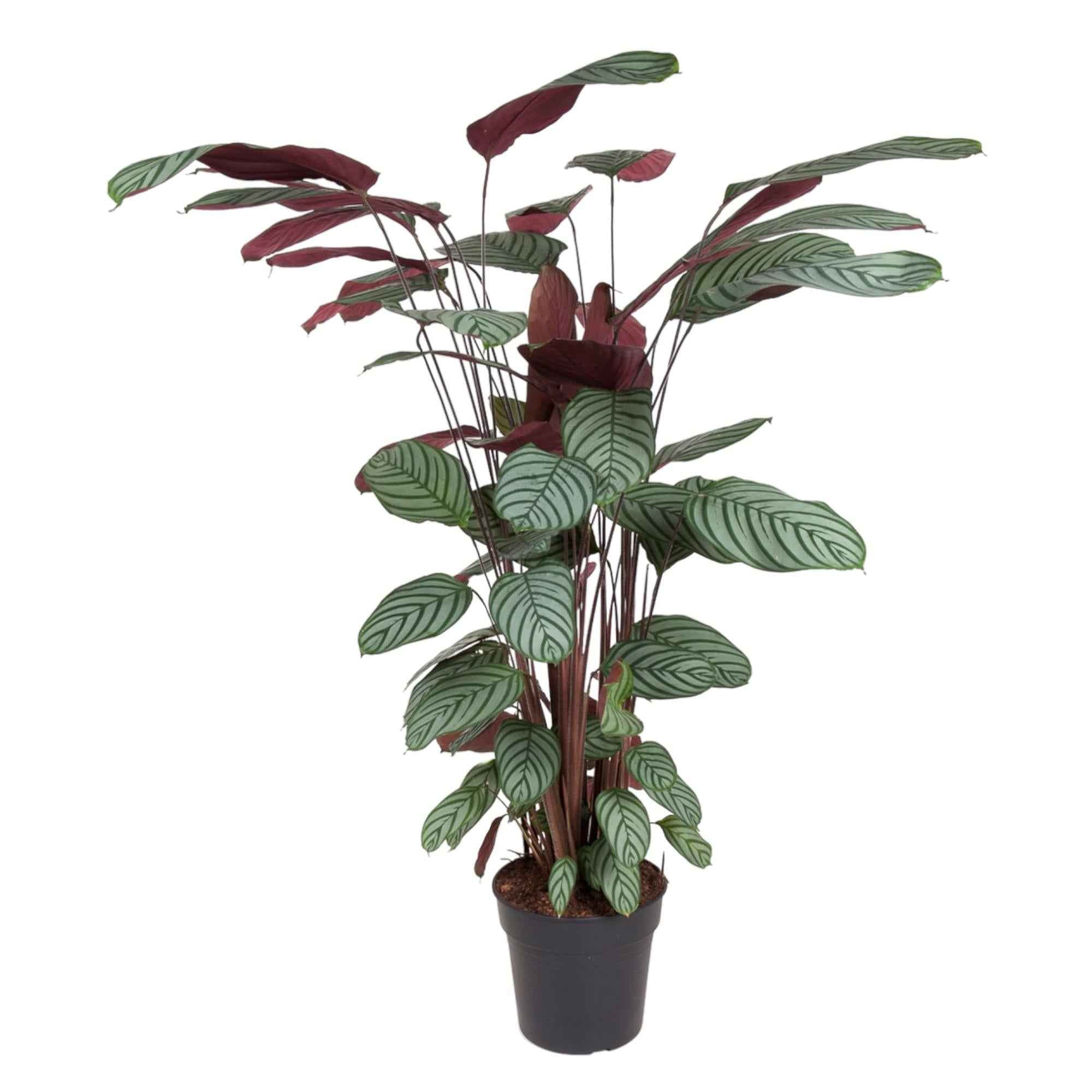 Image of Korbmarante Calathea Oppenheimiana – Zimmerpflanze – Ø27cm ↕130cm – Exotisches Blattmuster & violette Unterseite – Pflegeleicht & luftreinigend-0