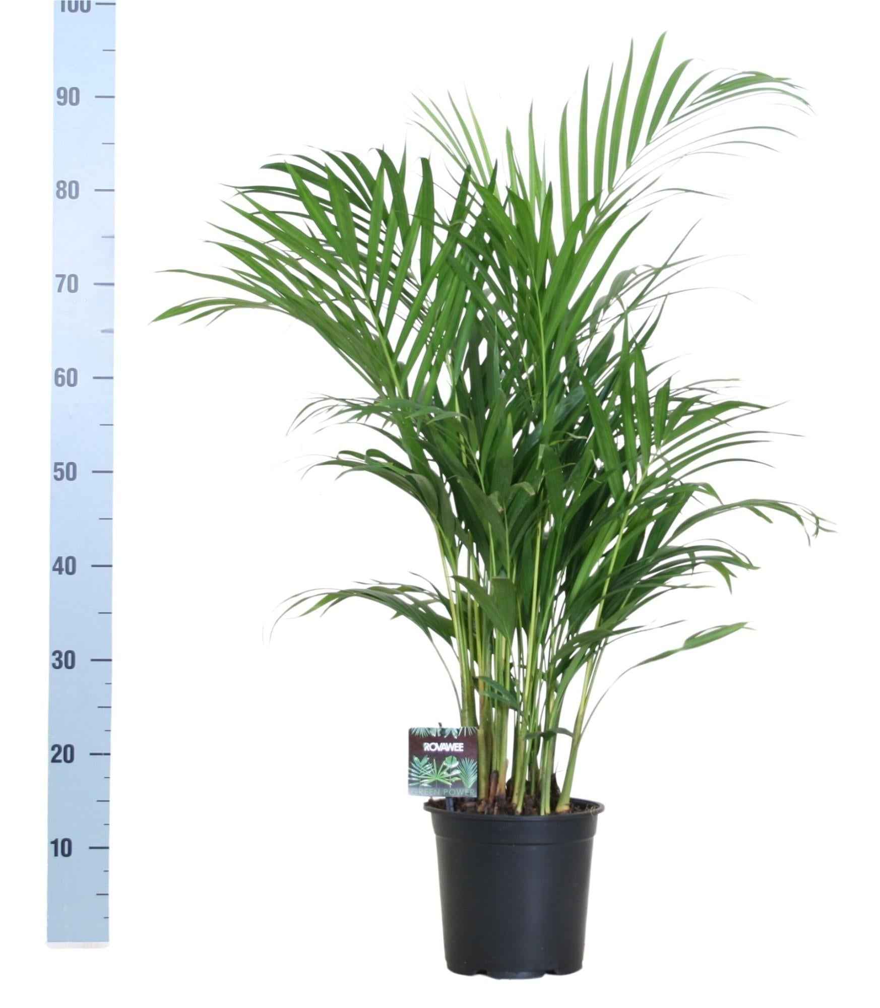 Image of Goldfruchtpalme – Dypsis lutescens – Zimmerpflanze – Luftreinigende Bambuspalme – ca. 100–120 cm hoch – Ø19 cm Topf – Tropisches Raumgrün für Wohnung & Büro-1