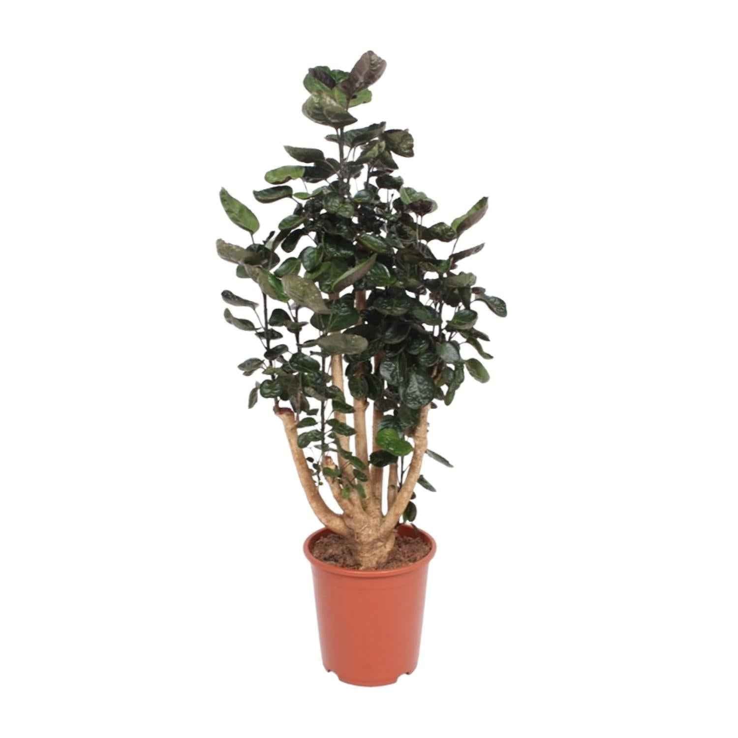 Image of Polyscias Fabian – Aralie Zimmerpflanze – Ø27cm ↕130cm – Große pflegeleichte Grünpflanze für Wohnzimmer, Büro & halbschattige Standorte-0