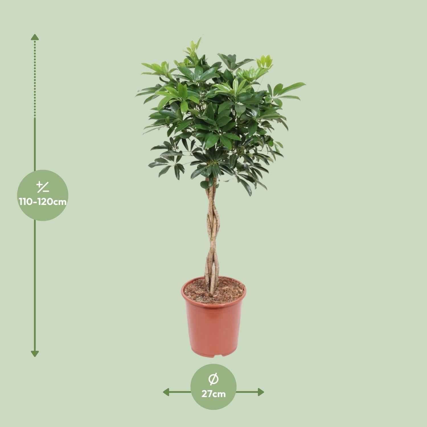 Image of Schefflera Compacta – Strahlenaralie – Ø27cm ↕120cm – Große pflegeleichte Zimmerpflanze mit grünen Blättern für Wohnzimmer & Büro-1