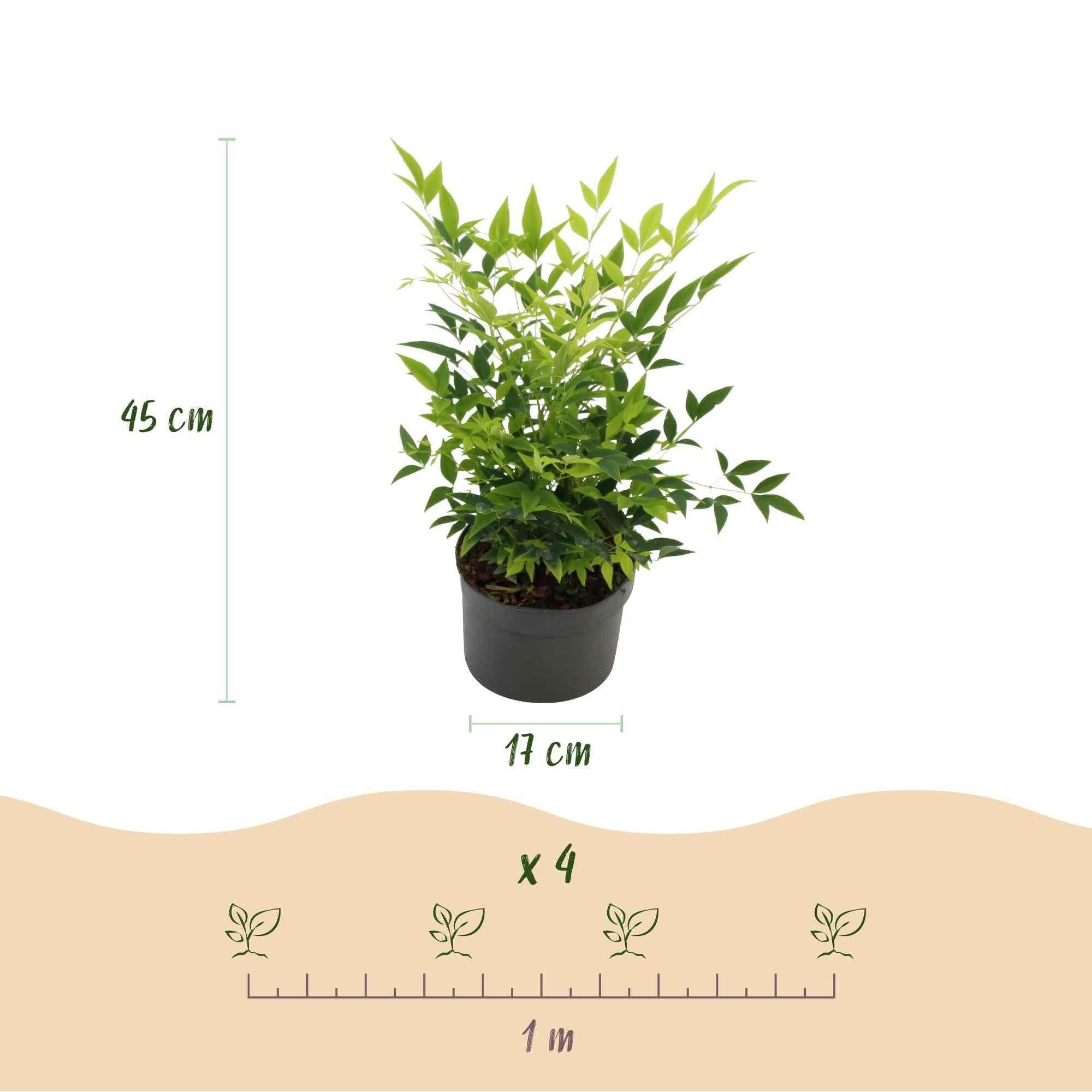 Image of Heiliger Bambus Nandina Lemon & Lime – 17cm Höhe ca.45cm – Immergrün & farbintensiv – Gelbgrünes Laub – Pflegeleichter dekorativer Zierstrauch