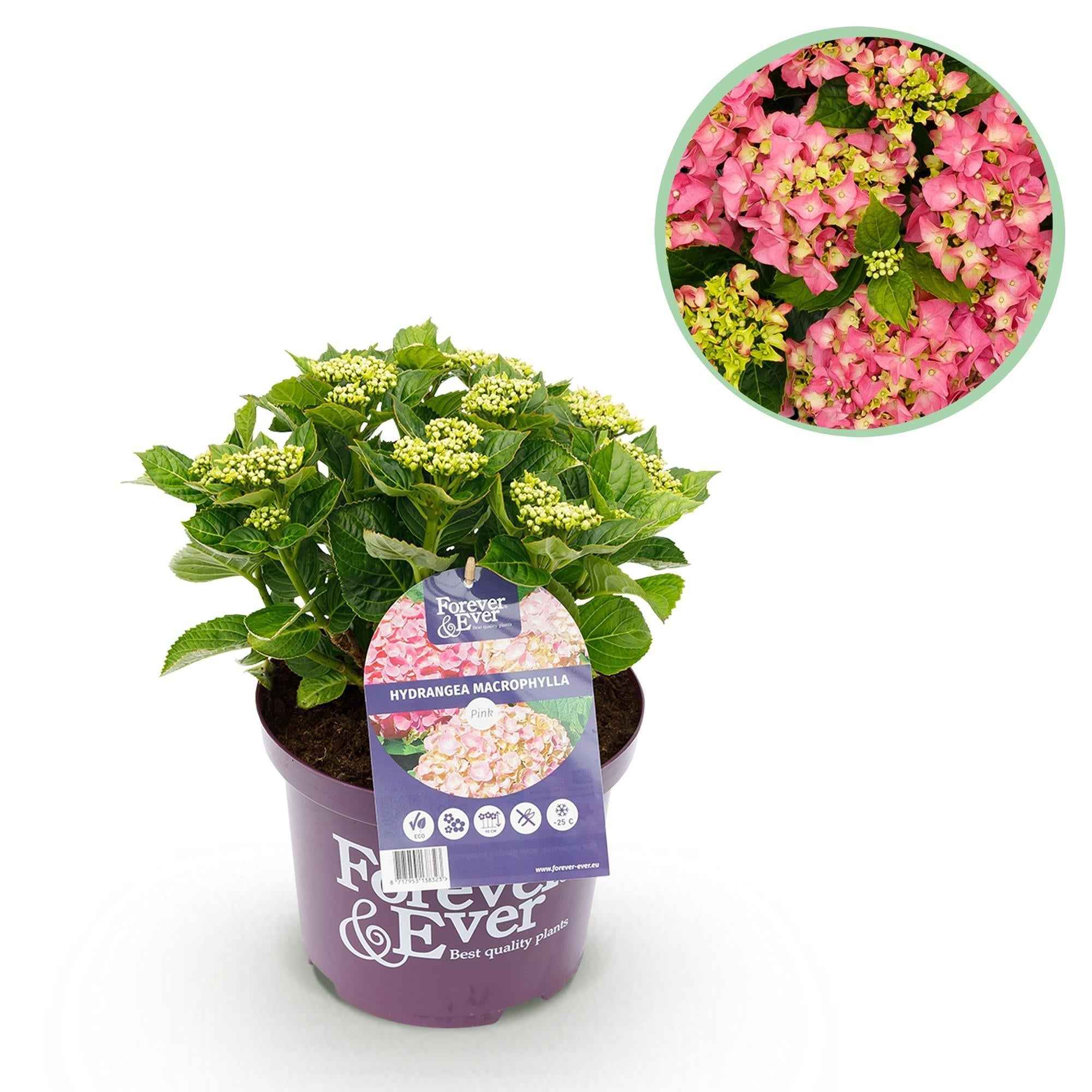 Image of Hortensie Hydrangea macrophylla Forever & Ever Rosa – Balkonpflanze – 7-12 Blüten – Topf 23cm – Höhe 55cm – Langlebige Blüten-0