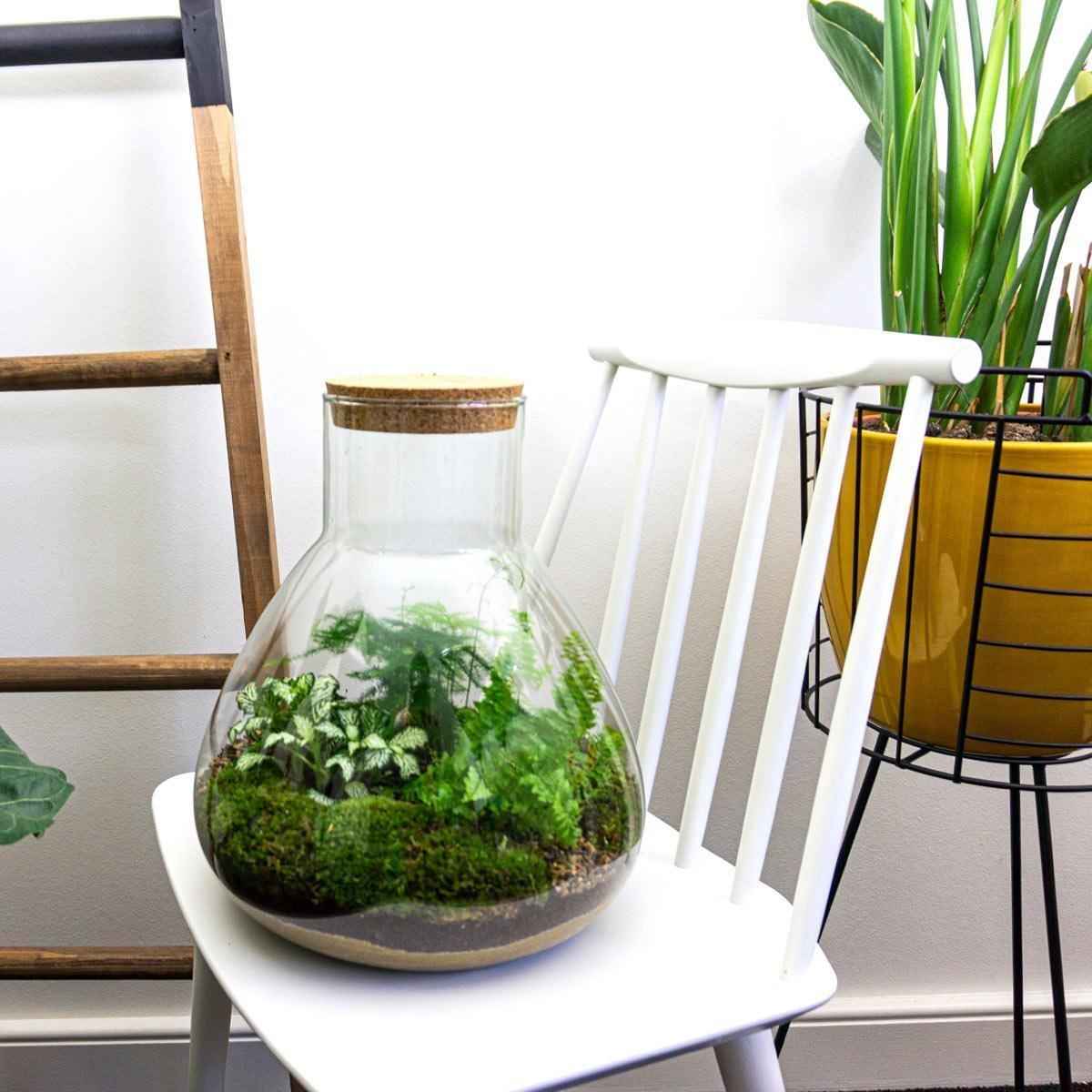 Image of Flaschengarten Sam XL – DIY Bausatz Terrarium – ↕35cm – Do – It – Yourself Pflanzen – Set mit Korkdeckel – Autarkes Mini – Ökosystem-2