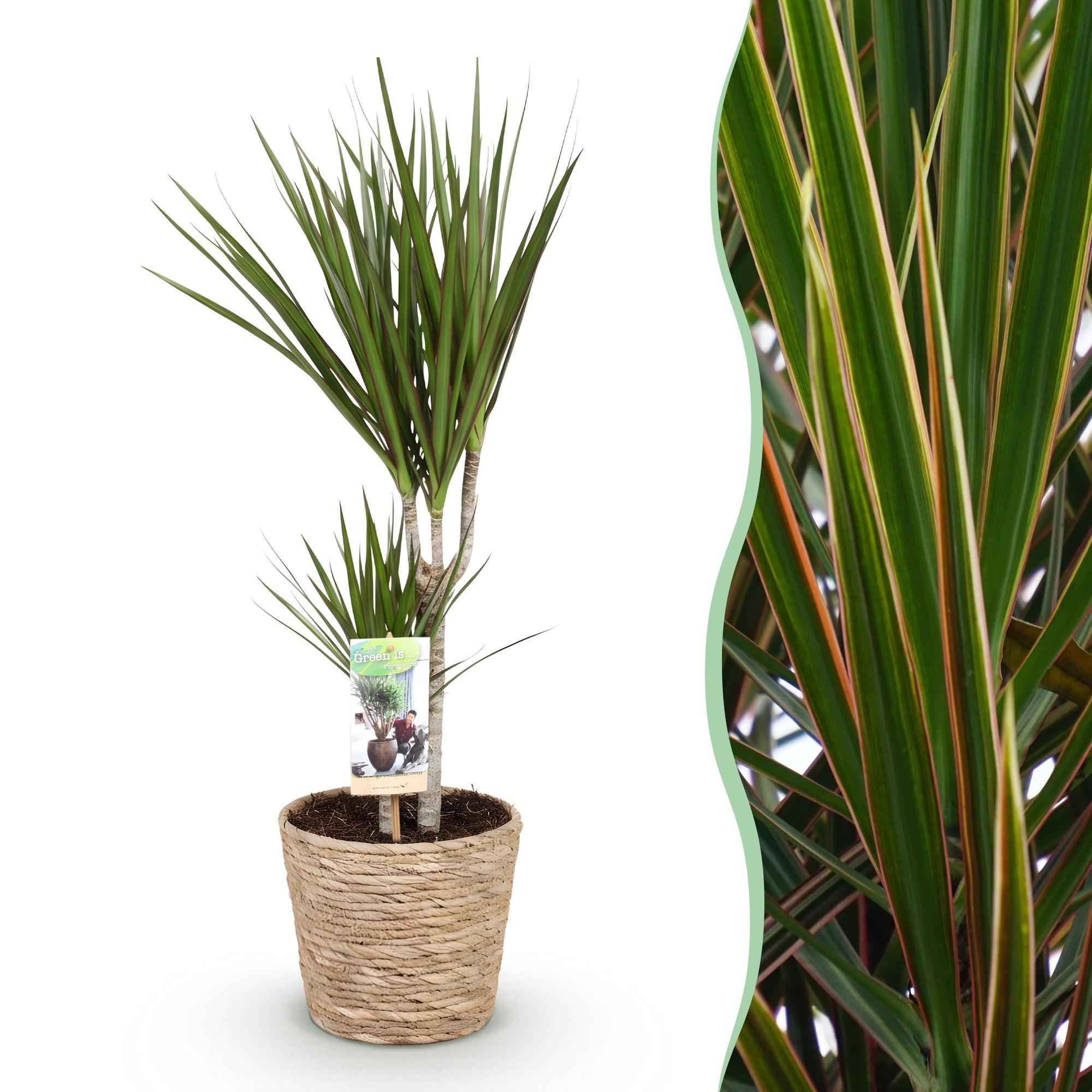 Image of Dracaena Marginata – 70-80cm – 17cm inkl. Naturkorb – Pflegeleichter Drachenbaum – Grün mit roten Rändern-1