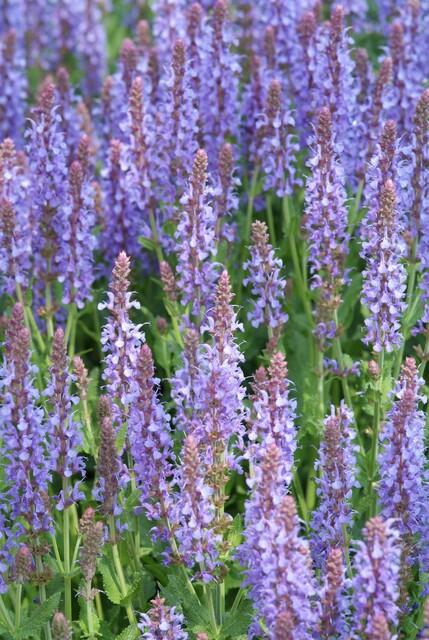 Image of Blüten – Salbei Salvia nemorosa 'Caradonna' – ↕10-25cm – Ø9cm – 6 Pflanzen – Tiefviolett – Bienenfreundlich – Pflegeleicht – Sonniger Standort-7