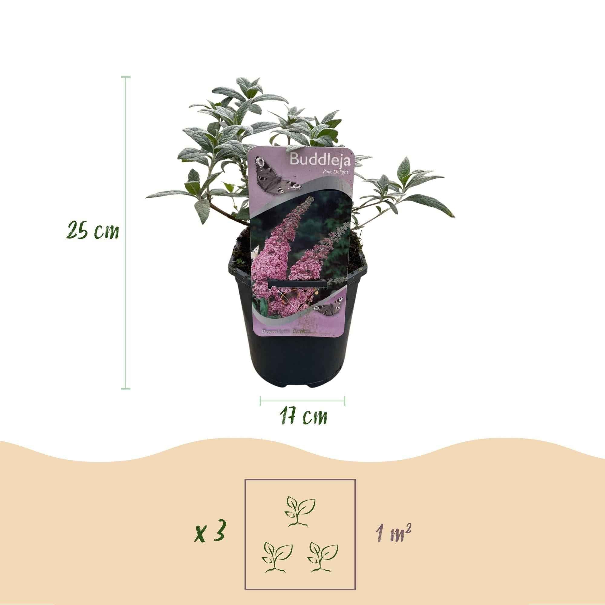 Image of Schmetterlingsstrauch Buddleja davidii Pink Delight – Rosa Blüten – Schmetterlingsfreundlich – Laubabwerfend – 17cm x H25cm – Pflegeleicht-3