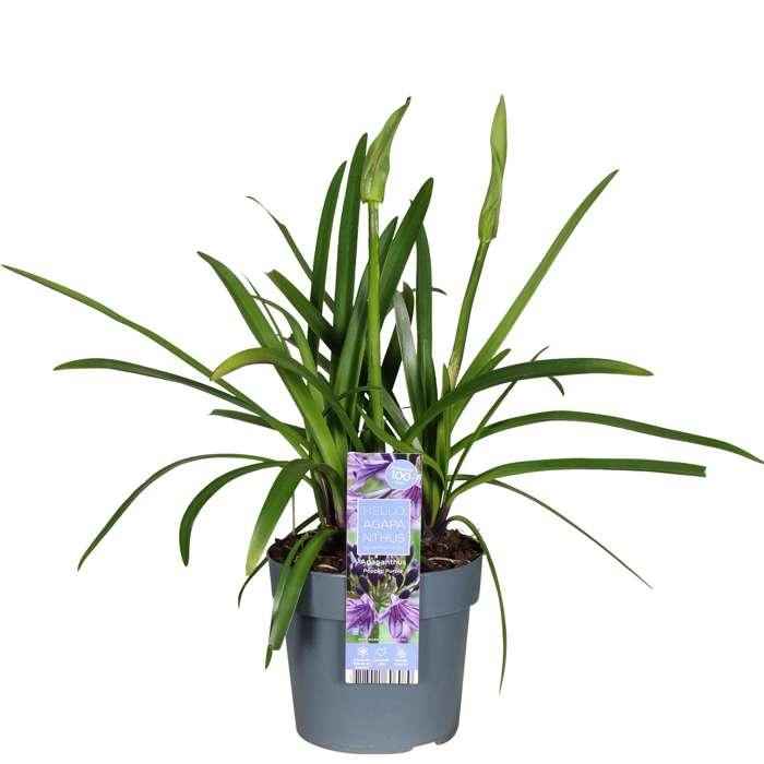Image of Schmuck – Lilie Agapanthus Poppin Purple – Ø19cm ↕30cm – lila blühende Gartenpflanze für Balkon Terrasse Beet & Kübel