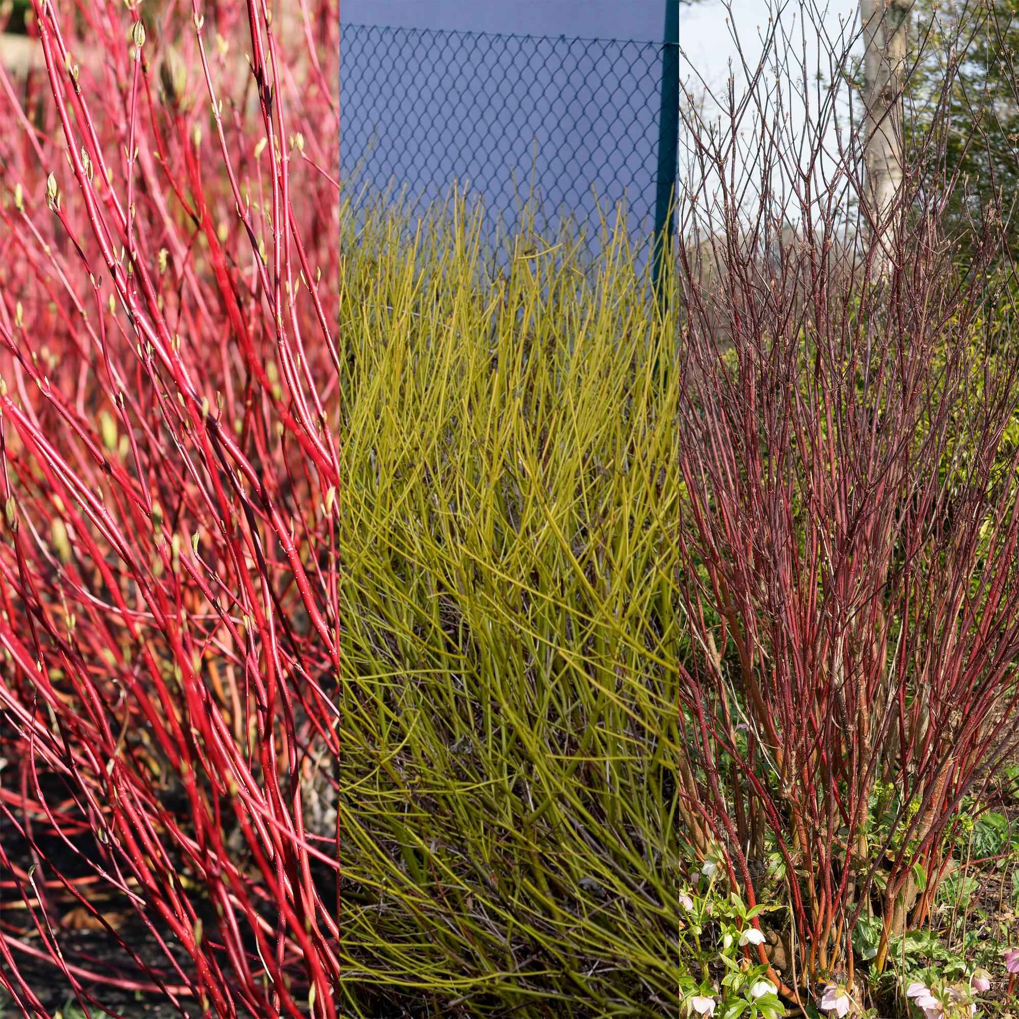 Image of Cornus alba Sträucher 3 Pflanzen – Flaviramea, Kesselringii & Sibirica – Auffällige farbige Zweige in Gelb, Rot & Lila – 17cm – Höhe ca. 45cm-1