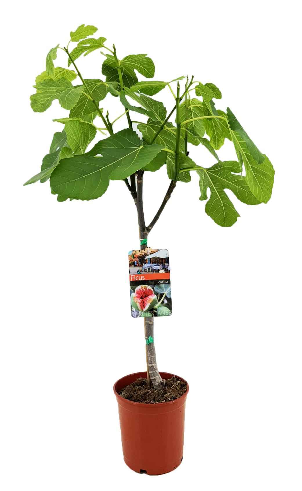Image of Feigenbaum Ficus carica – ↕80cm – Ø17cm – Echter Feigenbaum als Fruchtbaum mit essbaren Feigen für Balkon, Terrasse, Garten & Wintergarten