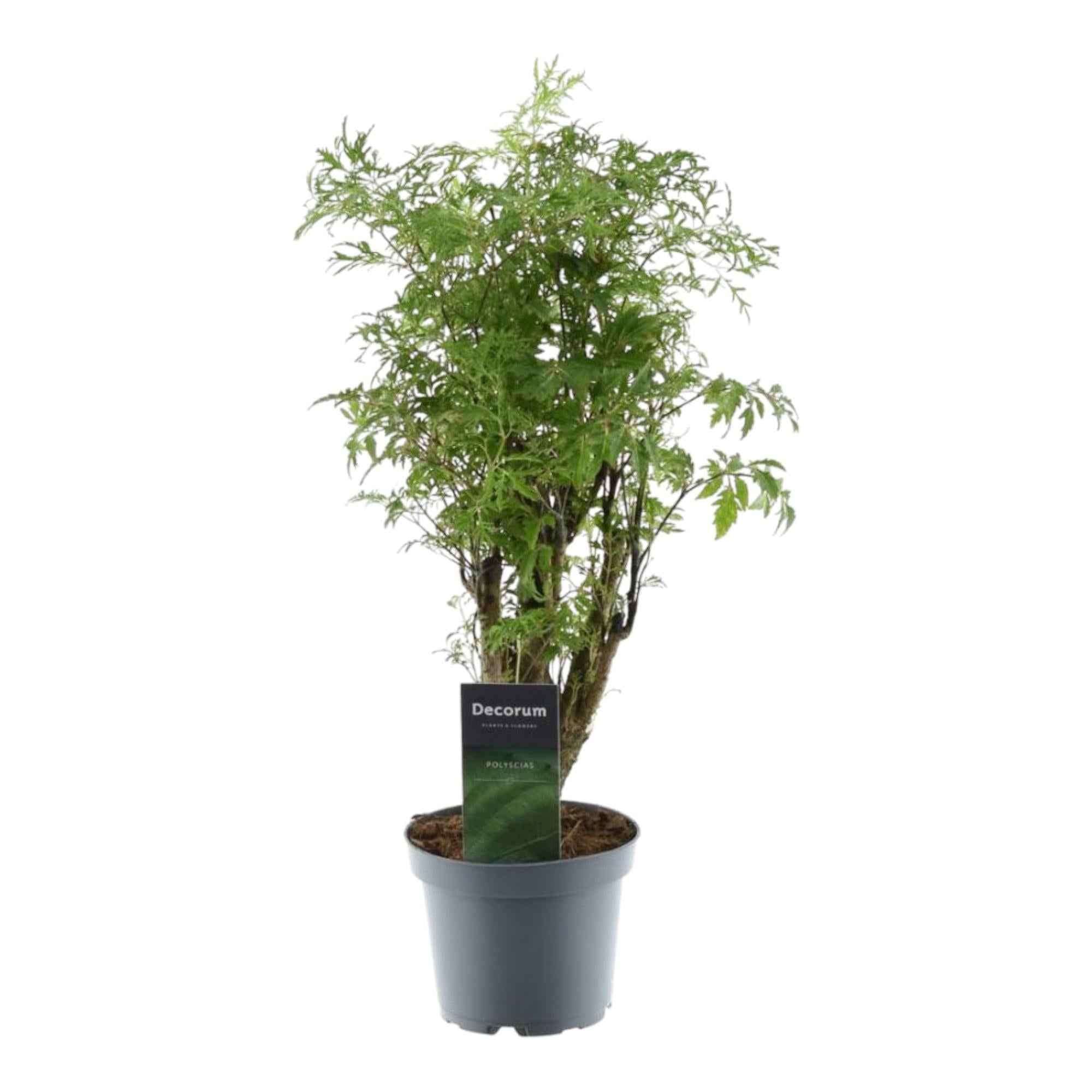 Image of Polyscias Hawaiiana Ming 45cm – Ø12cm – Zimmerpflanze mit dichtem, tiefgrünem Blattwerk – Pflegeleicht & ideal für Wohnzimmer, Büro & Innenräume