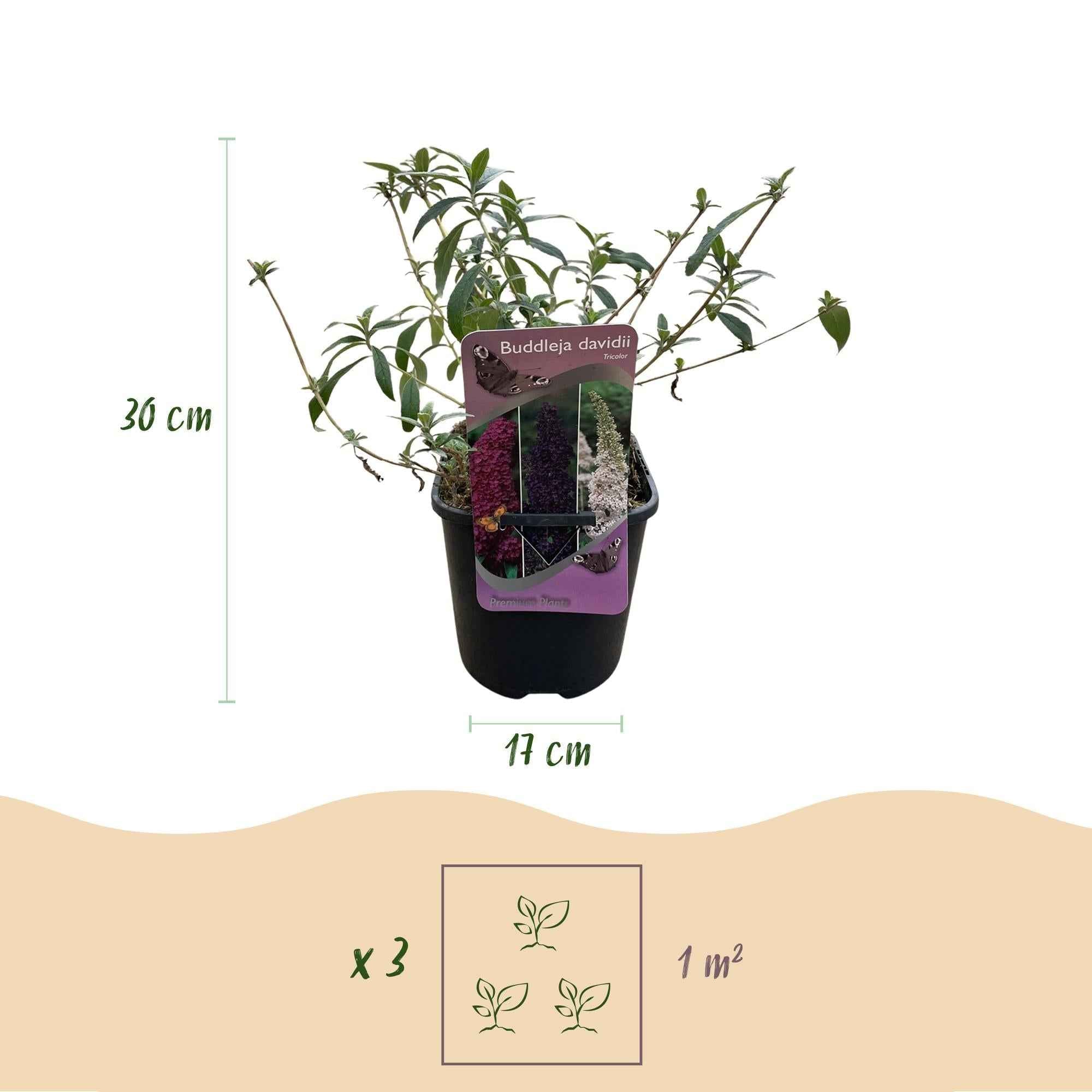 Image of Schmetterlingsstrauch Buddleja davidii Tricolour – 3 Pflanzen – 1m² – Blüten Rosa, Weiß & Lila – Schmetterlingsanlockend – 17cm x H30cm-4