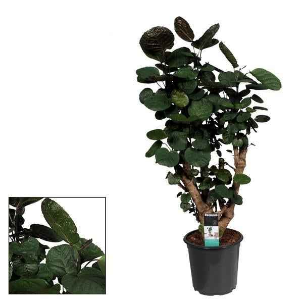 Image of Polyscias Fabian – Zimmerpflanze – Ø21cm – ↕95cm Höhe – Großblättriges, tropisches Laub – Pflegeleicht & dekorativ