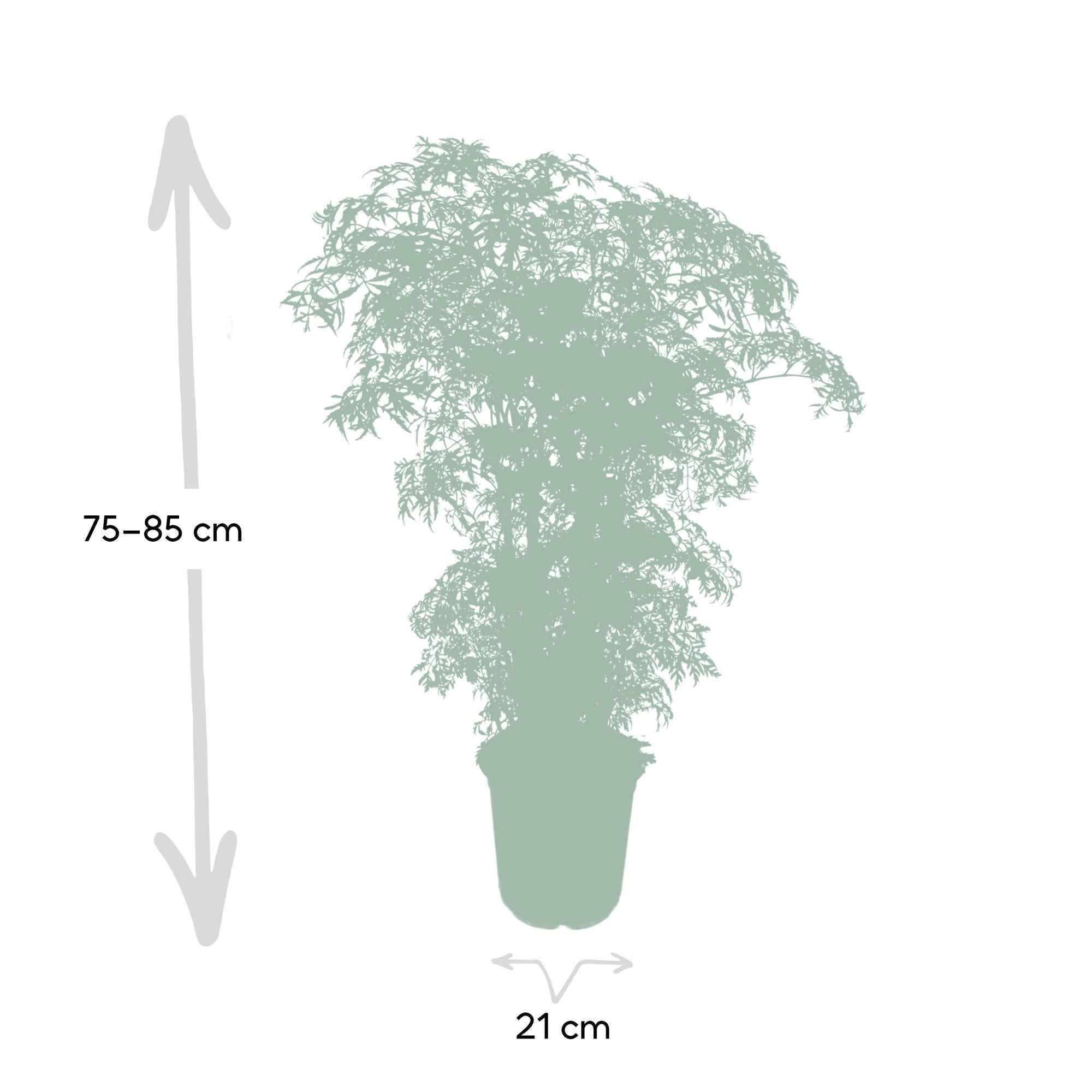 Image of Polyscias Fruticosa – Aralia Zimmerpflanze – Ø21cm – ↕75cm – Tropische Grünpflanze mit feinem, filigranen Laub – Pflegeleicht & luftreinigend