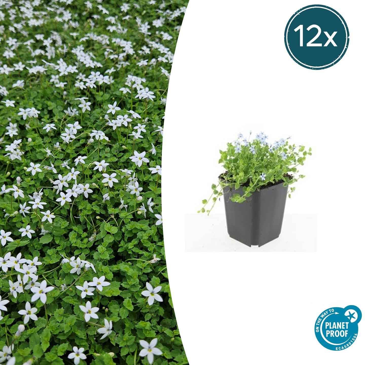 Image of Weißer Bubikopf – Isotoma fluviatilis 'Alba' – 12 Pflanzen – Ø9cm – Topf – Bodendecker mit weißen Blüten – Winterhart & trittfest-1