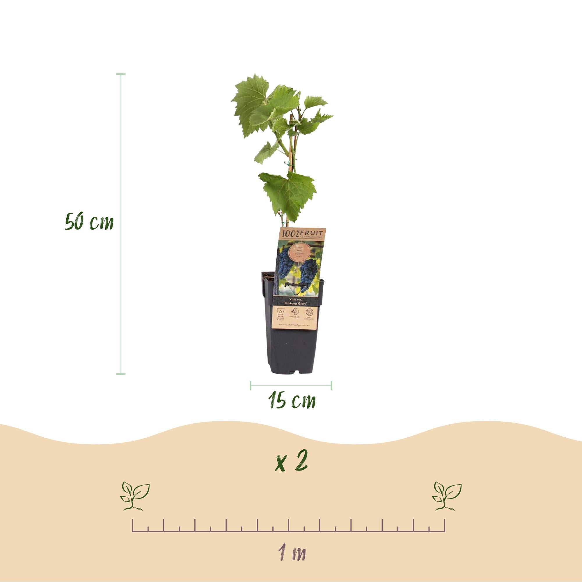 Image of Weinrebe Vitis vinifera Boskoop Glory – Blaue Traube – 2 Pflanzen – Obstpflanze – 15cm – Höhe 50cm-3