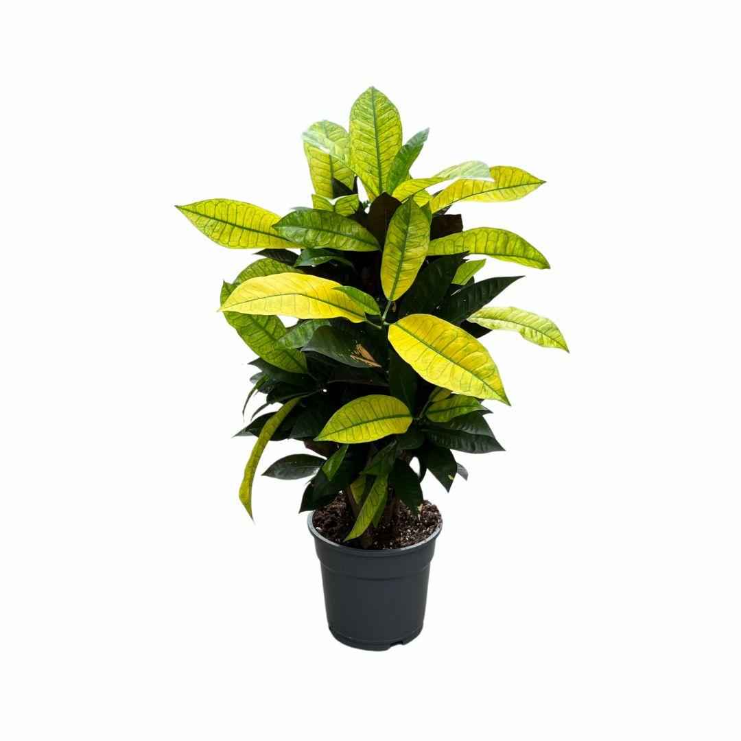 Image of Wunderstrauch Croton Mrs. Iceton – Zimmerpflanze Ø17cm ca. 65cm hoch – Buntlaubige Tropenpflanze – Pflegeleicht & dekorativ – Für helle Innenräume-0