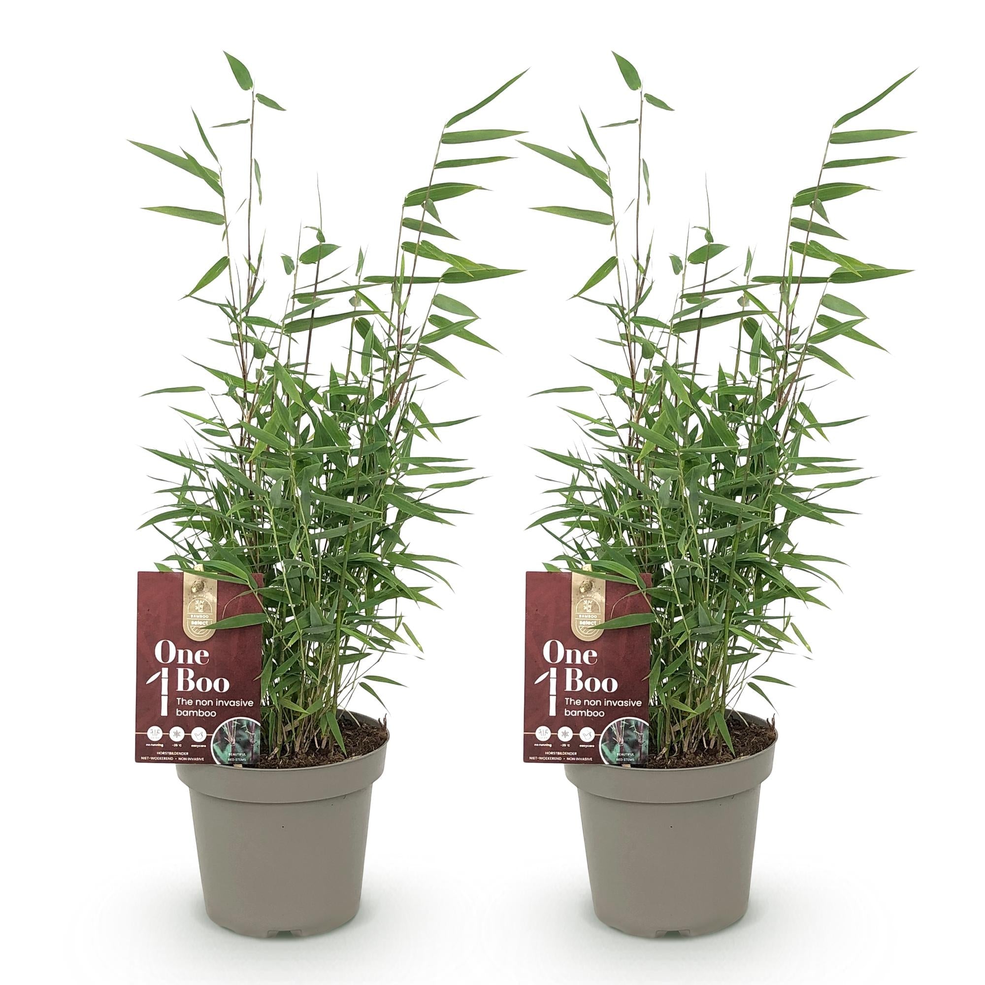 Image of Bambus Fargesia Red Dragon – Immergrün – 2 Pflanzen – Nicht ausbreitend – Mit roten Stängeln – Für Hecke, Garten & Terrasse – Ø14cm Höhe ca. 35cm-2