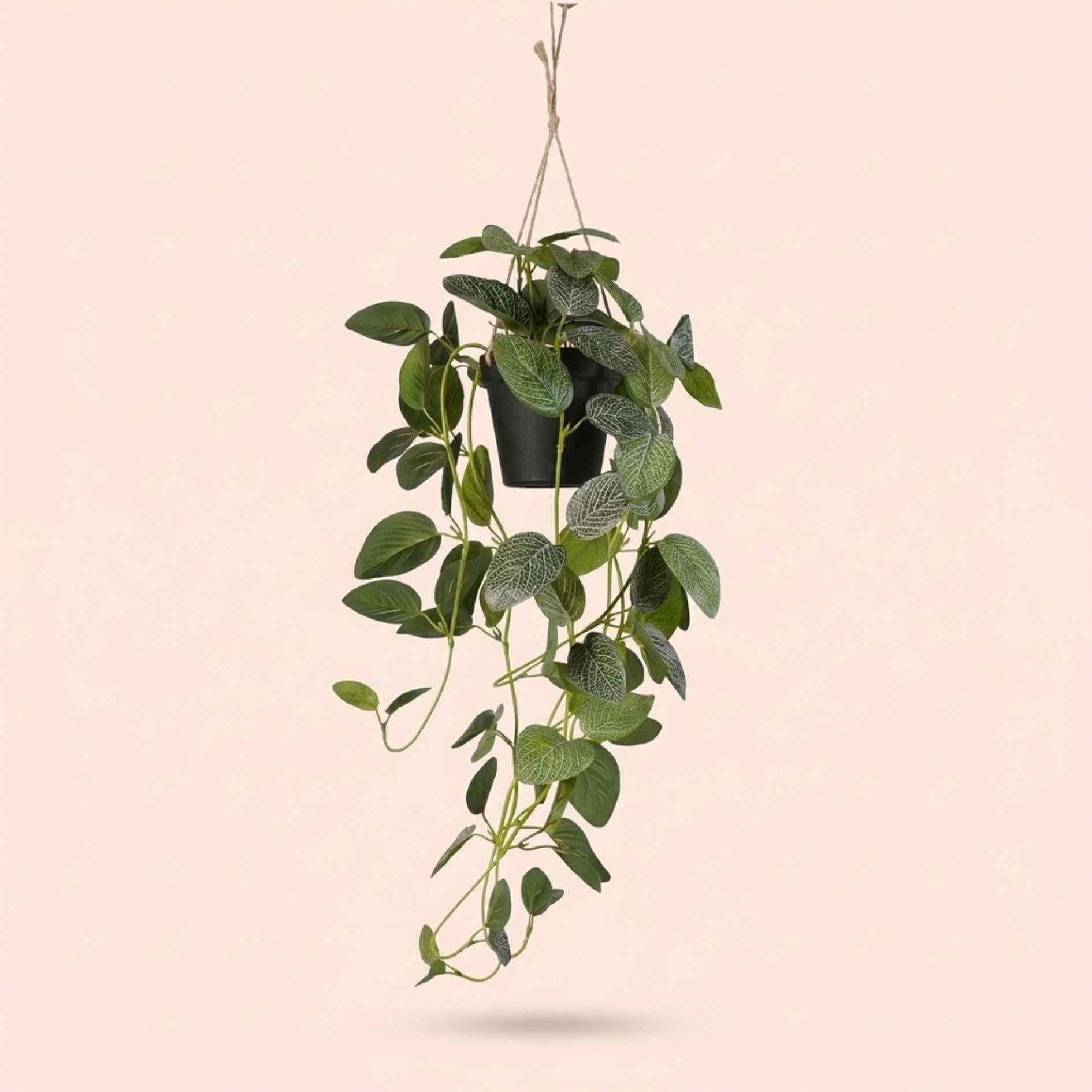 Image of Künstliche Fittonie Hängepflanze 70cm im schwarzen Topf – Kunstpflanze mit Seilaufhängung Ø9,5cm – realistische Ranken & grüne Blätter-0