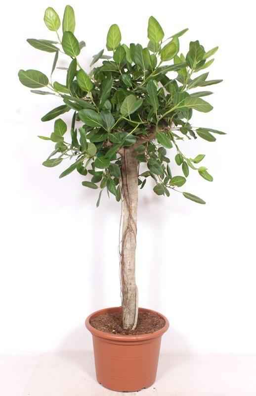 Image of Ficus Benghalensis – 200cm – Große Zimmerpflanze für Wohnzimmer & Büro – Pflegeleichte tropische Grünpflanze – Luftreinigend – Ideal für Wohnräume-0