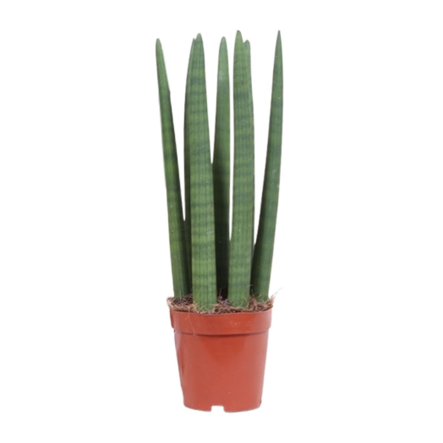 Image of Schwiegermutterzunge – Sansevieria Straight – Zimmerpflanze – Ø12cm – Ca. 40cm hoch – Pflegeleicht & luftreinigend-0