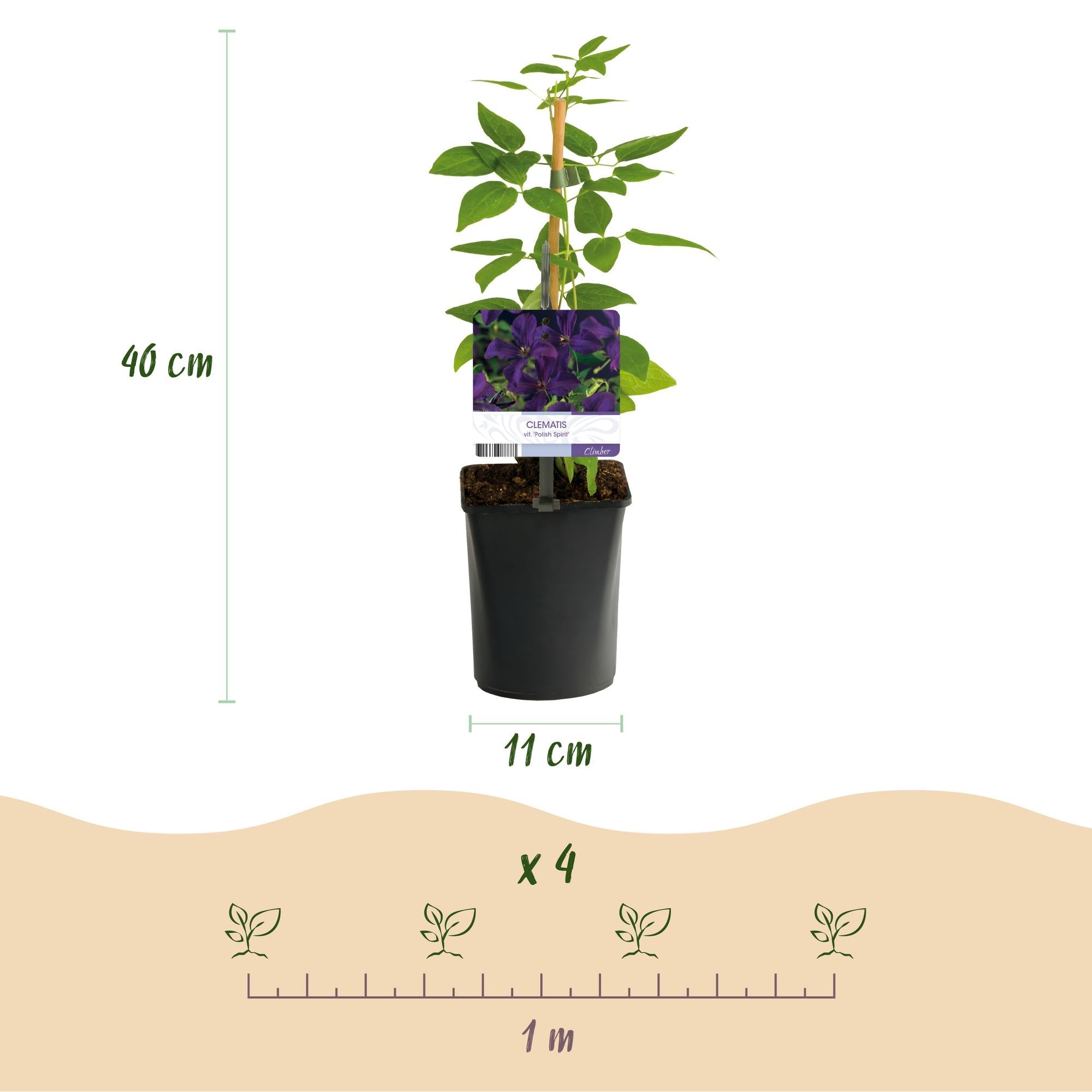 Image of Kletterpflanze Clematis vit. 'Polish Spirit' – Tiefviolette Blüten – 2 Pflanzen – 11cm x H40cm – Bis 3m – Pflegeleicht-3