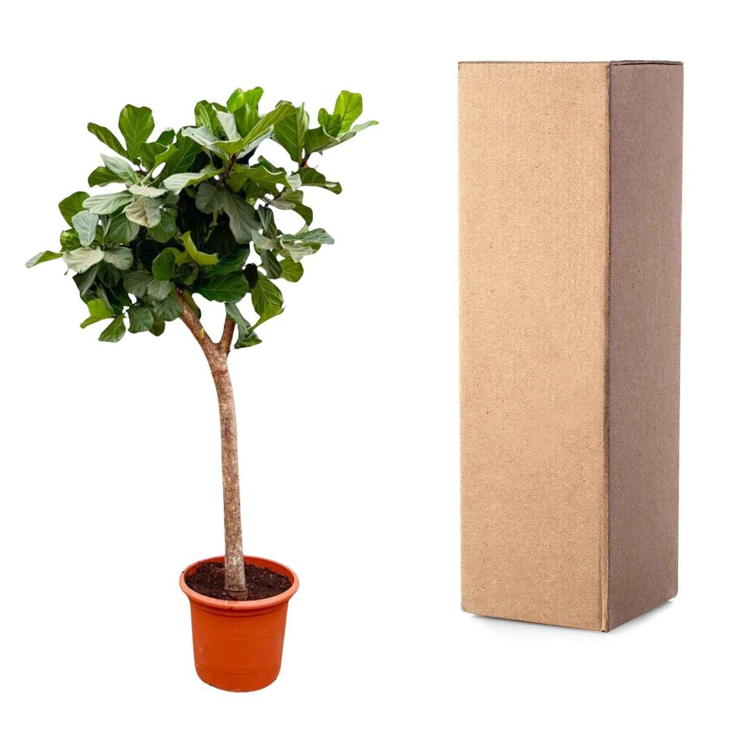 Image of Ficus Lyrata Baum XXL 230cm – Geigenfeige Zimmerpflanze extra groß – Ø40-45cm – große glänzende Blätter – ideal für Wohnzimmer & Büro-3