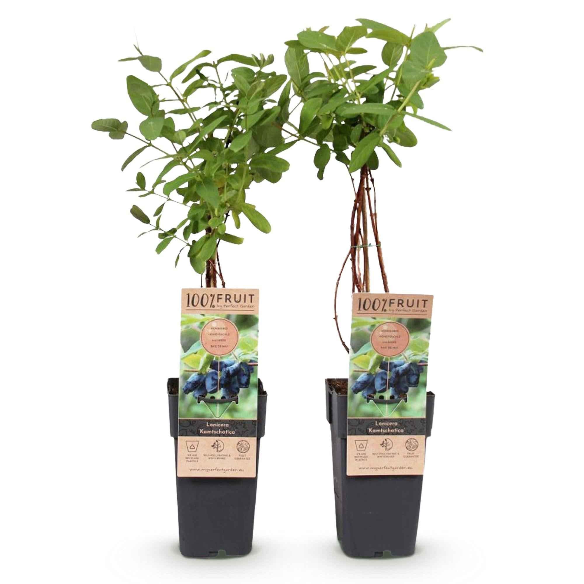 Image of Lonicera caerulea Kamchatika – 2 Pflanzen 15cm – ca. 50cm hoch – Honigbeere / Blaue Geißblatt – Beere – Obstpflanze mit essbaren Früchten-2