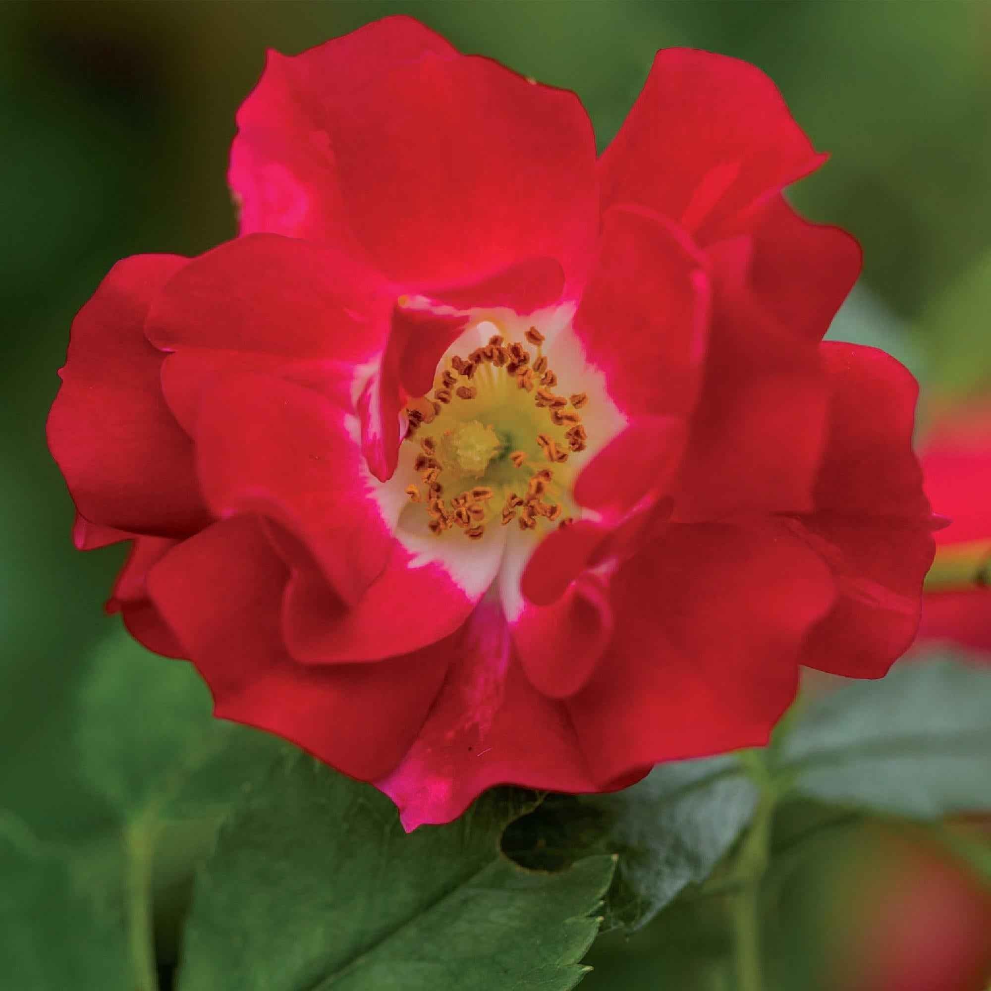 Image of Kletterrose – Rosa Red Queen – Rote Blüten – Stark duftend – 2 Pflanzen – 11cm – Höhe 40cm – Geringer Pflegeaufwand