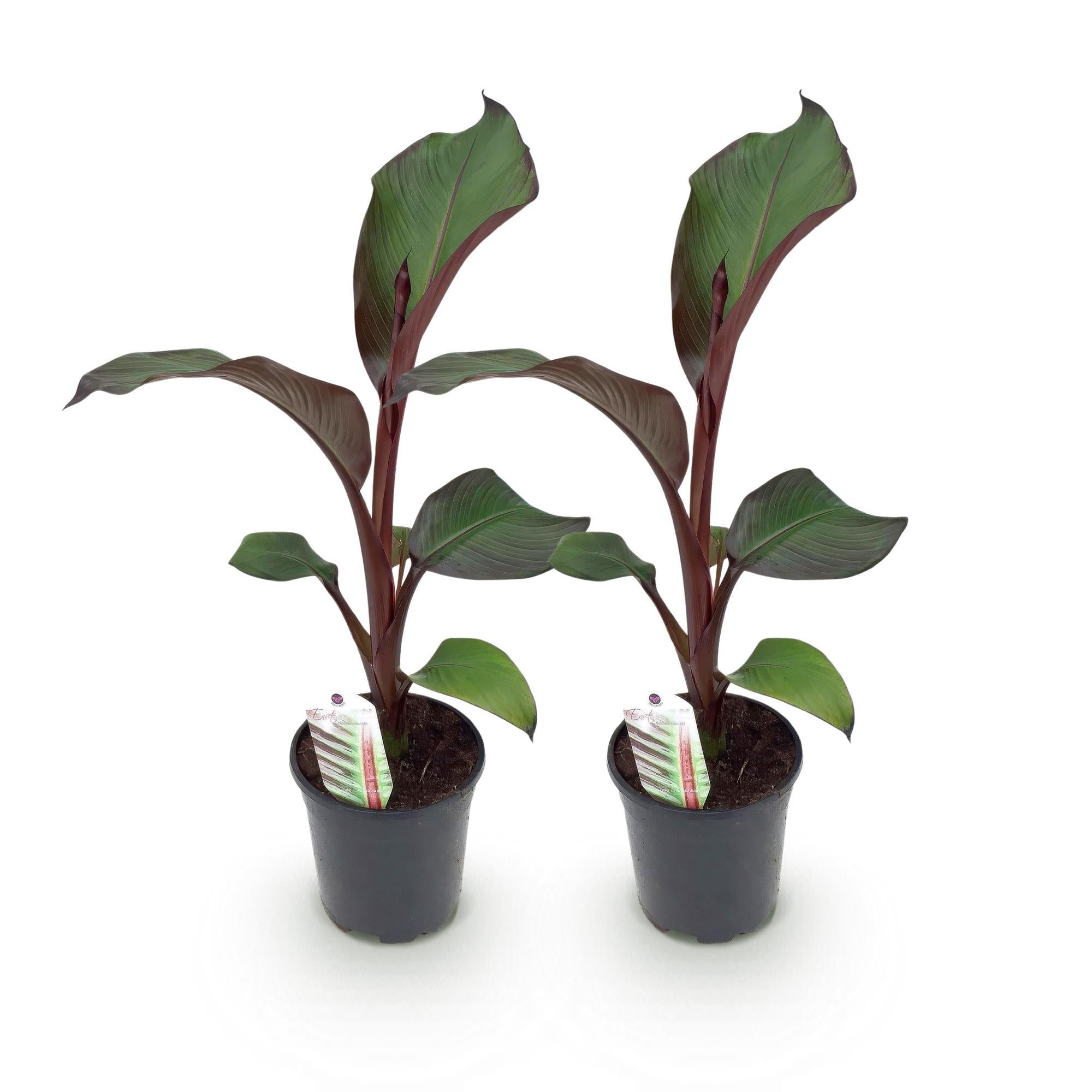 Image of Bananenpflanze Ensete ventricosum Maurelli – 2 Pflanzen – Winterhart – Obstpflanze – Ø17cm, Höhe ca. 40cm-0