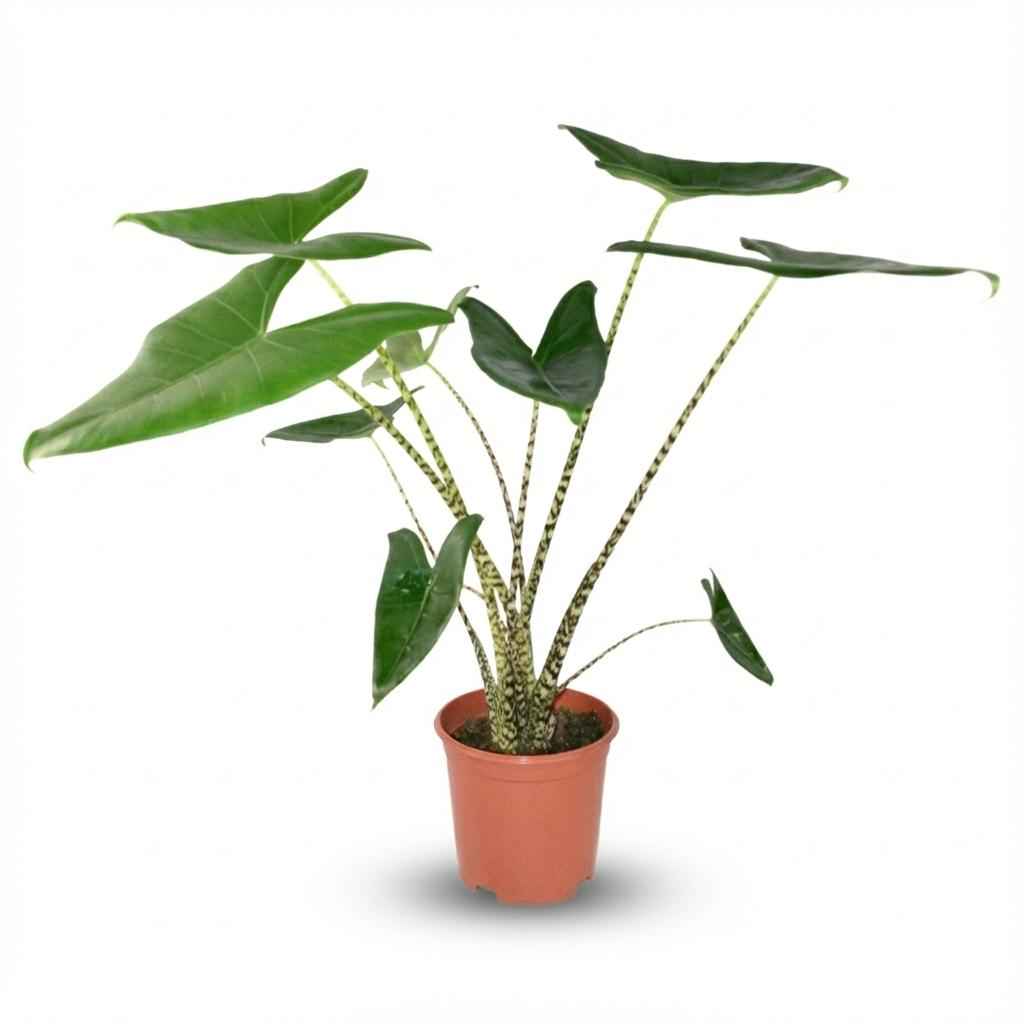 Image of Pfeilblatt Alocasia Zebrina Ø21cm Höhe 70-75cm – Elefantenohr mit gestreiften Stielen – Exotische Zimmerpflanze für Wohnraum & Büro