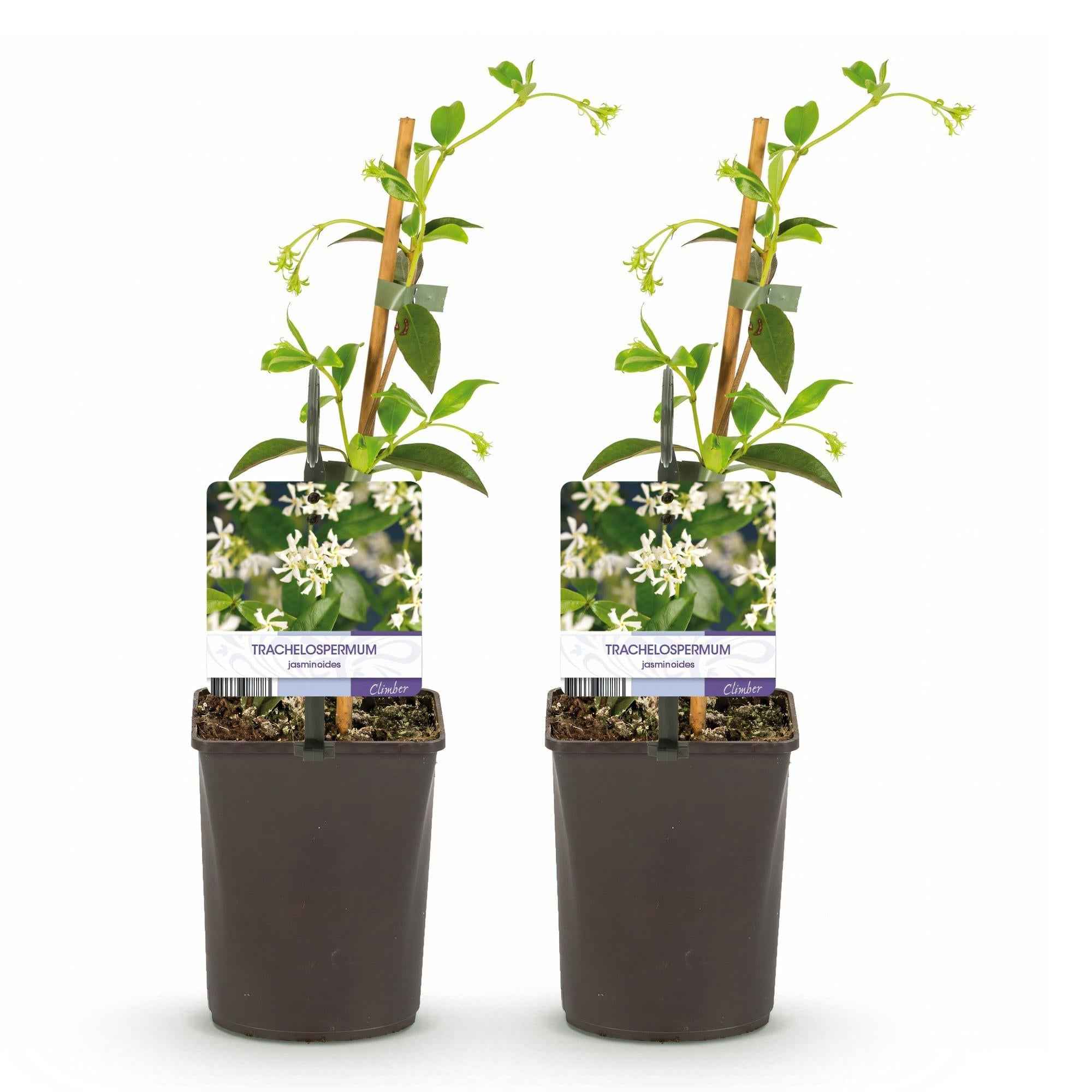 Image of Trachelospermum jasminoides – Toskanischer Sternjasmin – 2 Pflanzen 11cm – ca. 40cm hoch – Immergrüne duftende Kletterpflanze-2