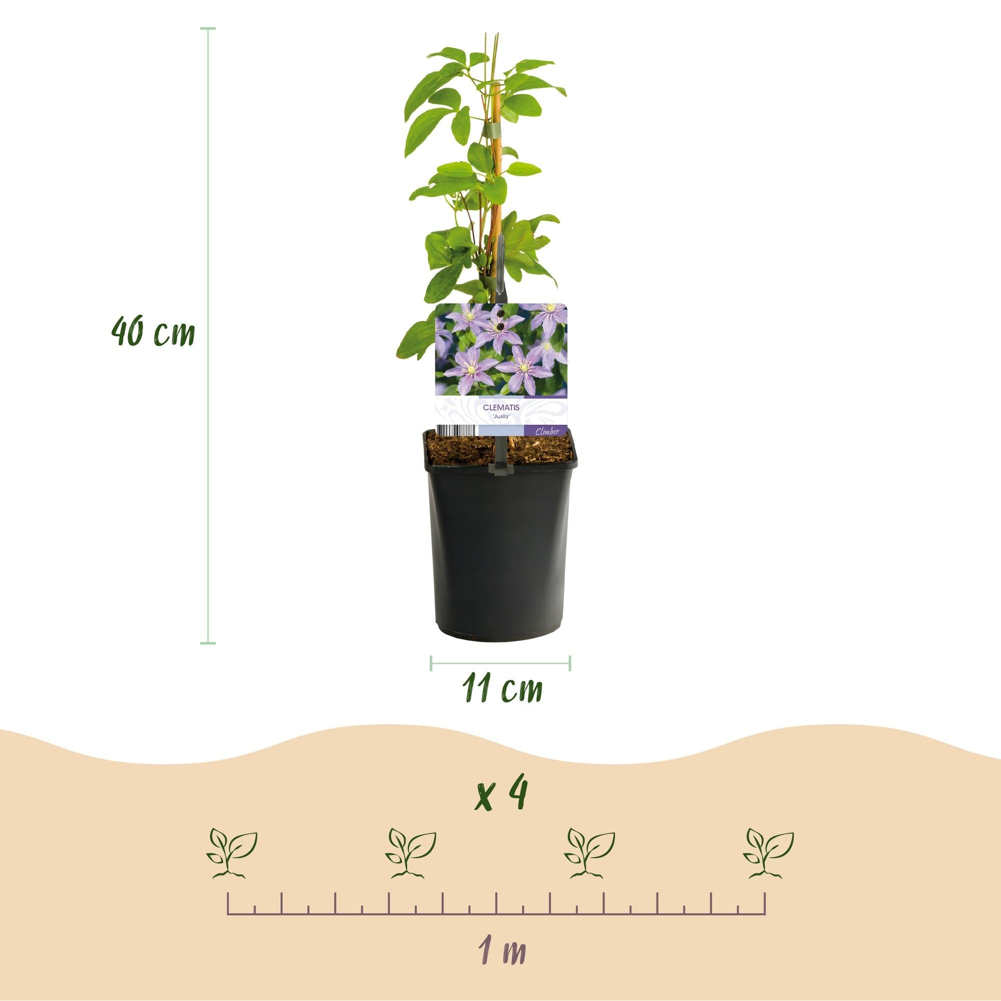 Image of Waldrebe Clematis Justa Kletterpflanze hellblau 2 Pflanzen 11cm 40cm pflegeleicht winterhart für Garten Balkon Terrasse Zaun Pergola Rankhilfe-3