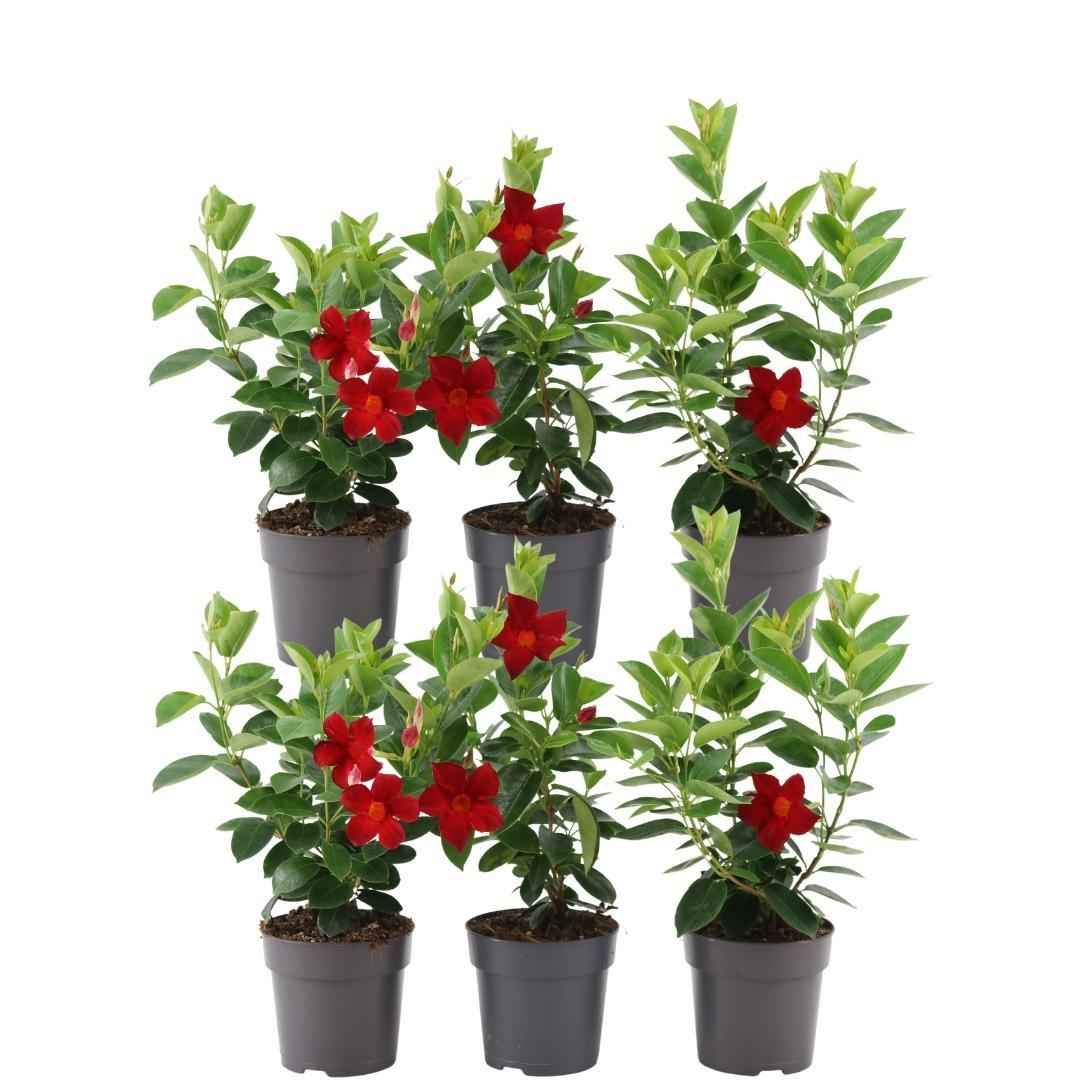 Image of Dipladenia Red – Mandevilla Red – Kletterpflanze – Ø12 cm – ↕25 cm – Pflegeleicht – Lange Blütezeit – Innen & Außen – 6 Pflanzen-0