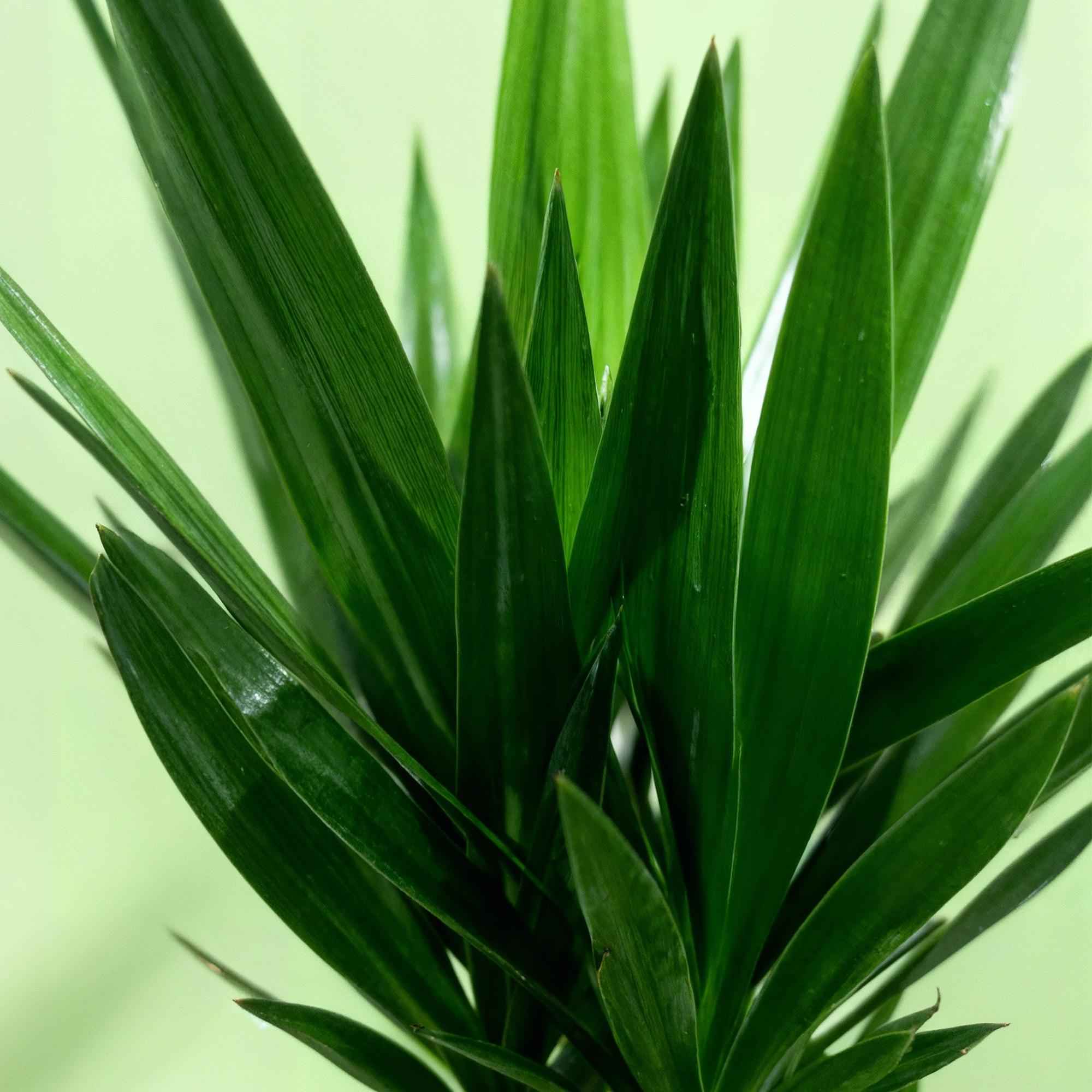 Image of Palmlilie Yucca Elephantipes – 140cm – 24cm – Pflegeleichte Palmlilie mit schmalen, grünen Blättern