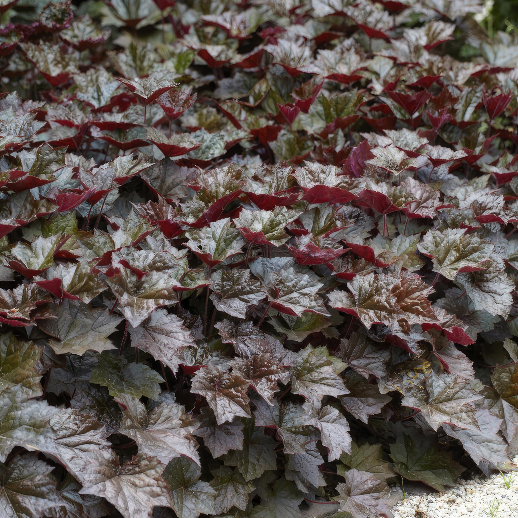 Image of Heuchera mic. 'Palace Purple' – 48 Pflanzen – ↕10-25cm – Ø9cm – Schattengarten Staude – Dunkel – Purpur Blätter – Blüten ab Juli – Bienen-0