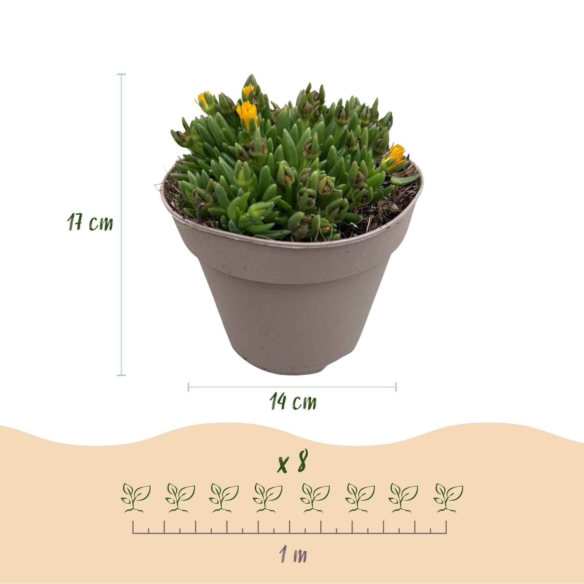 Image of Delosperma Mix – 4 winterharte Bodendeckerpflanzen – Farben Rot, Gelb, Lila & Rosa – Pflegeleichte Blühpflanzen 14cm – 17cm Höhe – Für Beet, Balkon & Terrasse-4
