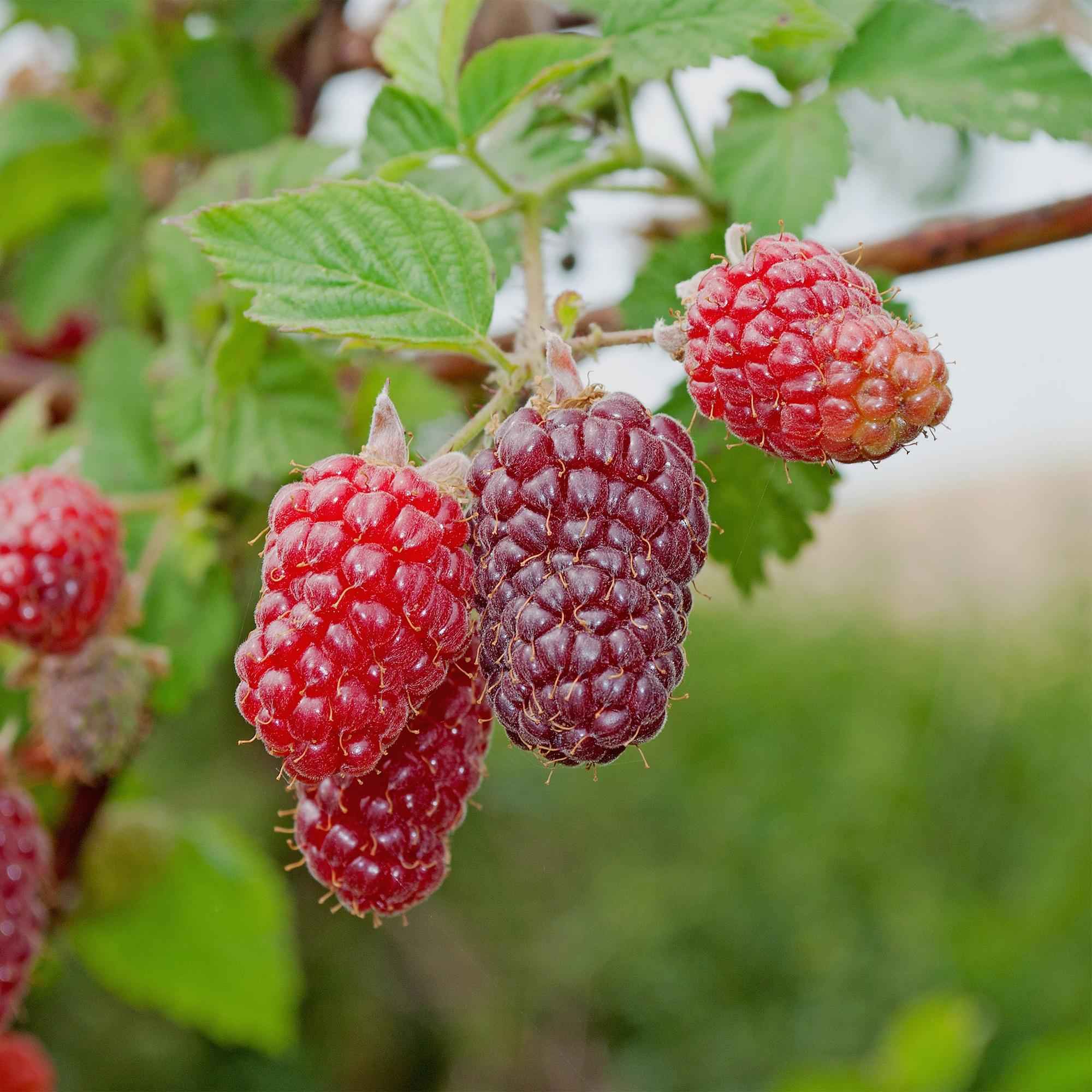 Image of Tayberry Rubus 2er Set, Obstpflanze als Kreuzung aus Himbeere und Brombeere, süße aromatische Beeren, Ø11cm, 40cm hoch, für Garten, Naschgarten,-0