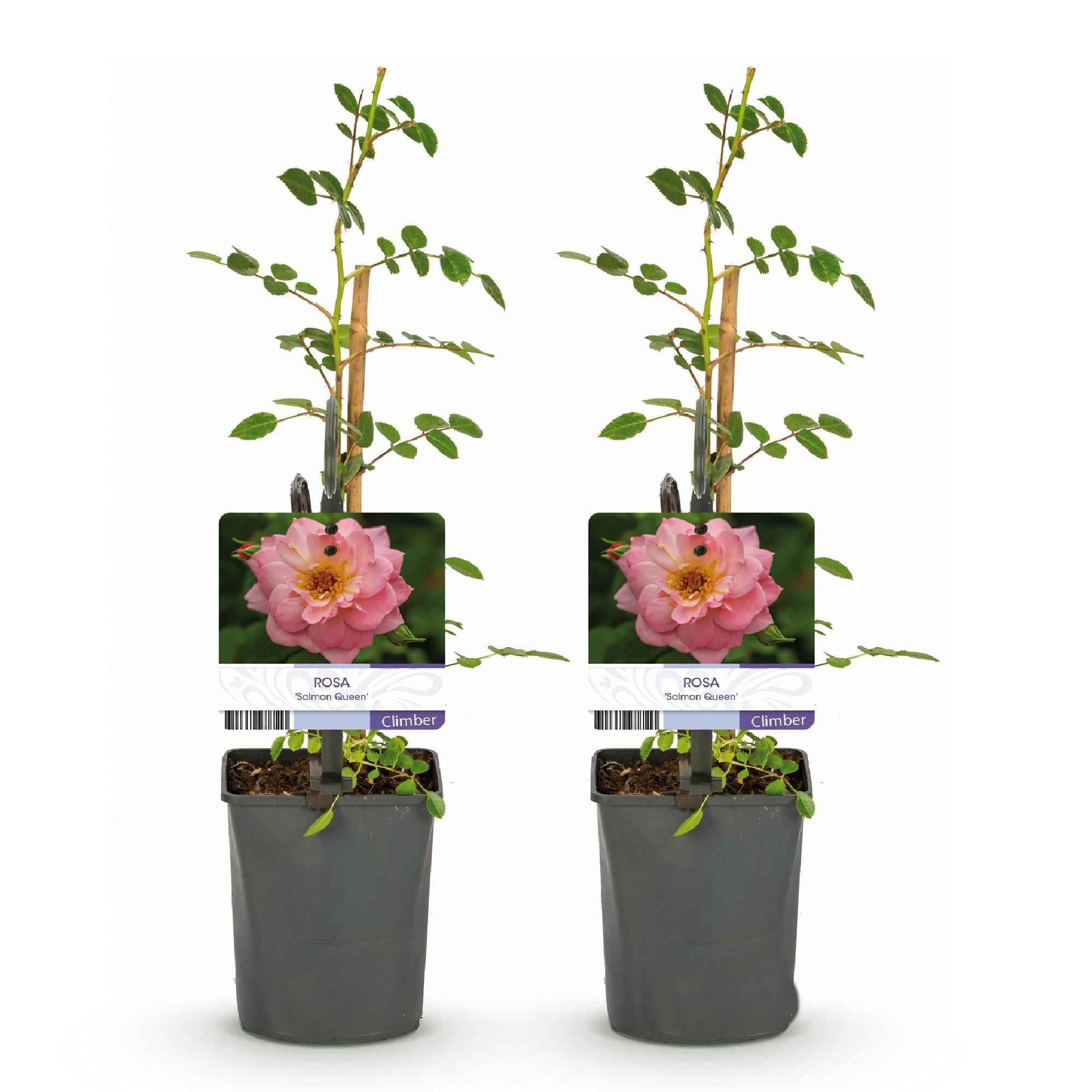 Image of Kletterrose – Rosa Salmon Queen – Lachsrosa Blüten – 2 Pflanzen – 11cm – Höhe 40cm – Duftend & pflegeleicht – Blüte Juni bis Oktober-1