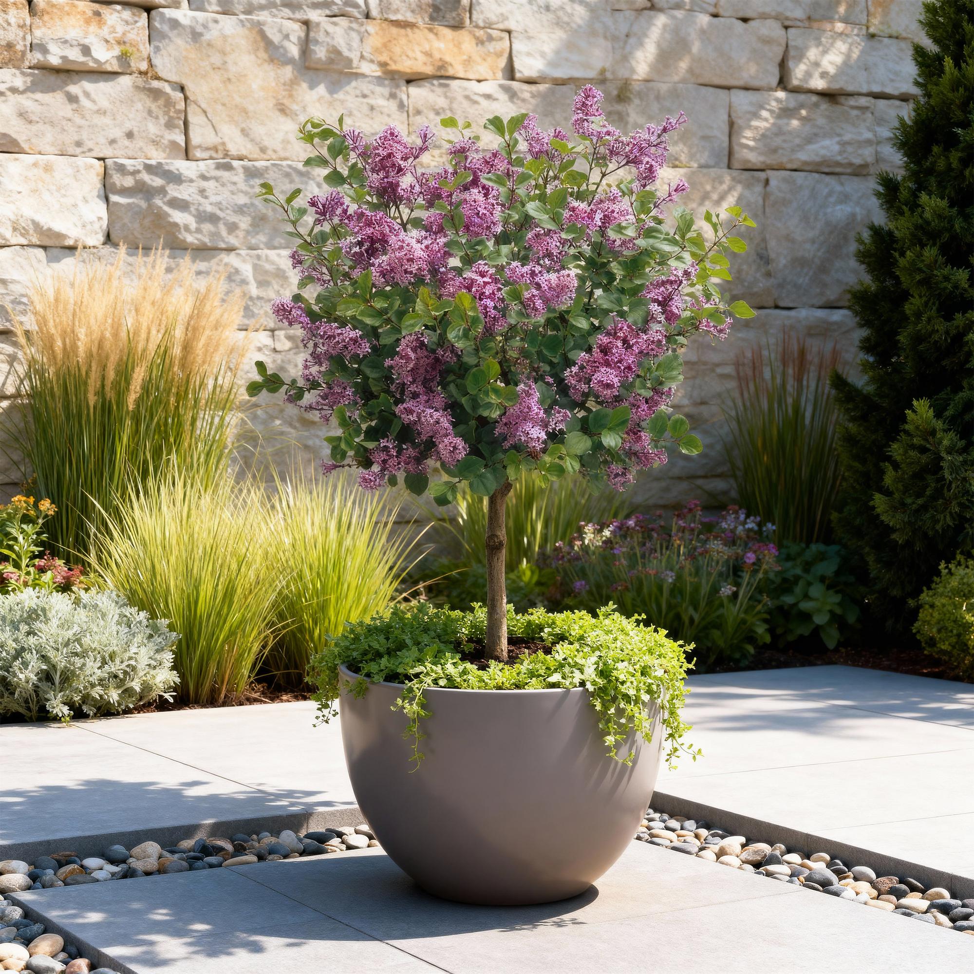 Image of Zwergflieder Syringa meyeri Palibin – 19cm Höhe ca.90cm – Lila blühend & duftend – Winterhart & laubabwerfend – Ideal für Beet Balkon Terrasse-4