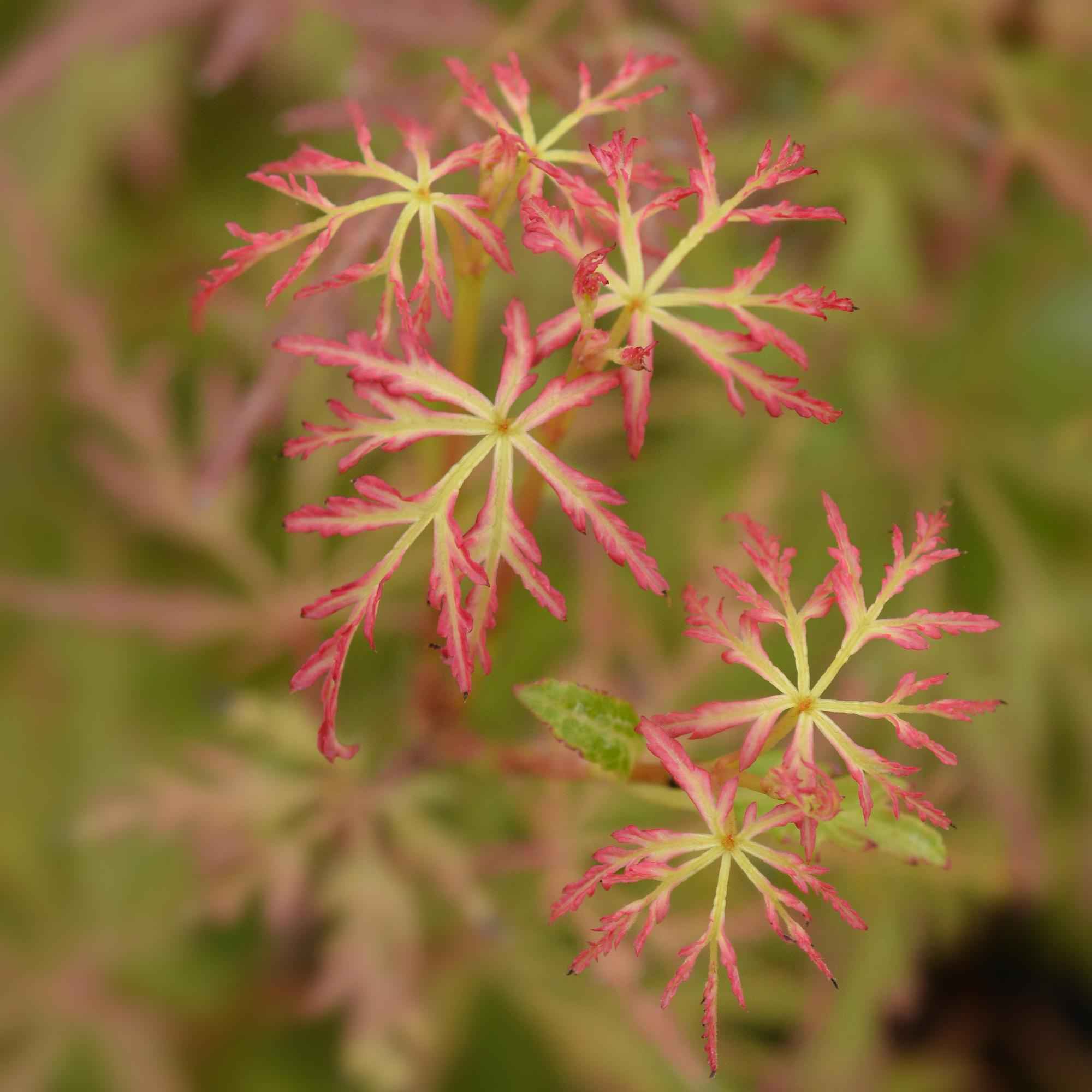 Image of Ahorn Acer palmatum Seiryu – 12cm – Höhe ca. 35cm – Filigranes grünes Laub & leuchtende Herbstfarben – Laubabwerfender pflegeleichter Zierstrauch-2