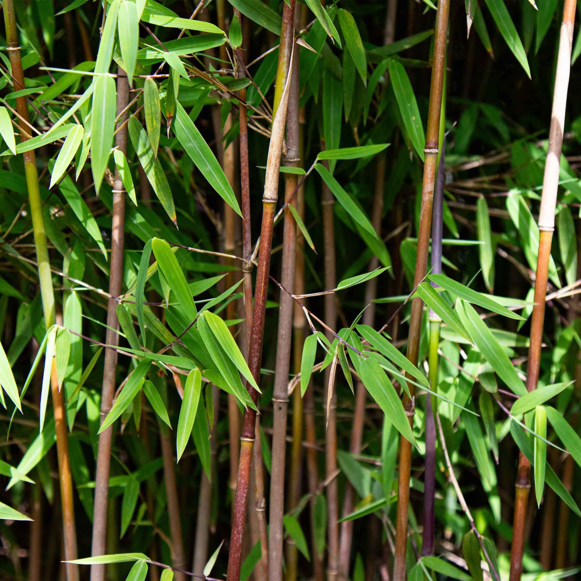 Image of Bambus Fargesia nitida Red Dragon nicht wuchernd immergrün 80cm 23cm für Garten Terrasse Balkon Hecke Sichtschutz pflegeleicht rote Halme winterhart-0