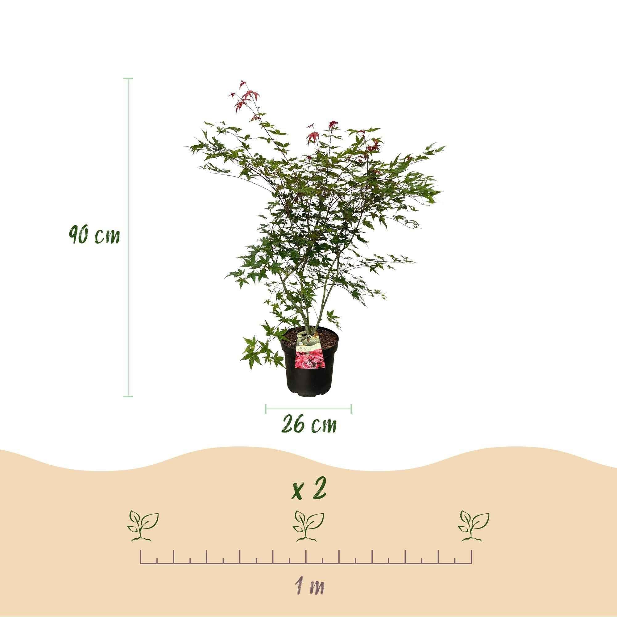 Image of Japanischer Ahorn Acer palmatum Beni Maiko, rote laubabwerfende Gartenpflanze, Zierahorn für Garten und Kübel, Ø26cm, 90cm hoch, für halbschattige