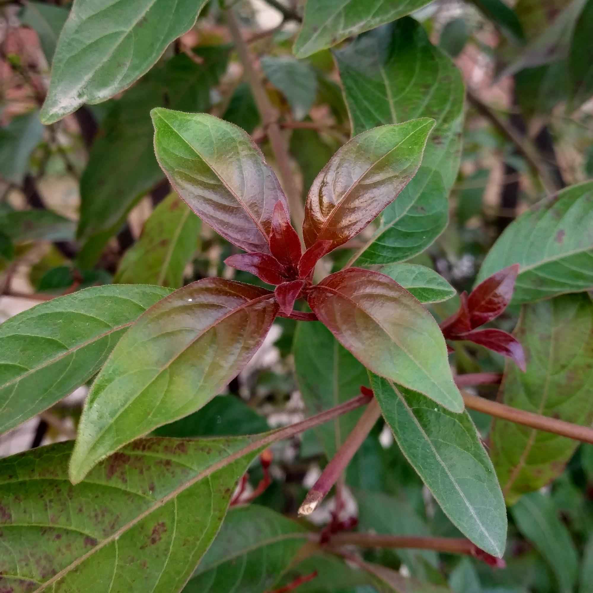 Image of Cornus alba 'Kesselringii' – Schwarzholz – Hartriegel – Zierstrauch 17cm – ca. 45cm hoch – Pflegeleicht & winterhart – Für Hecke & Beet-4