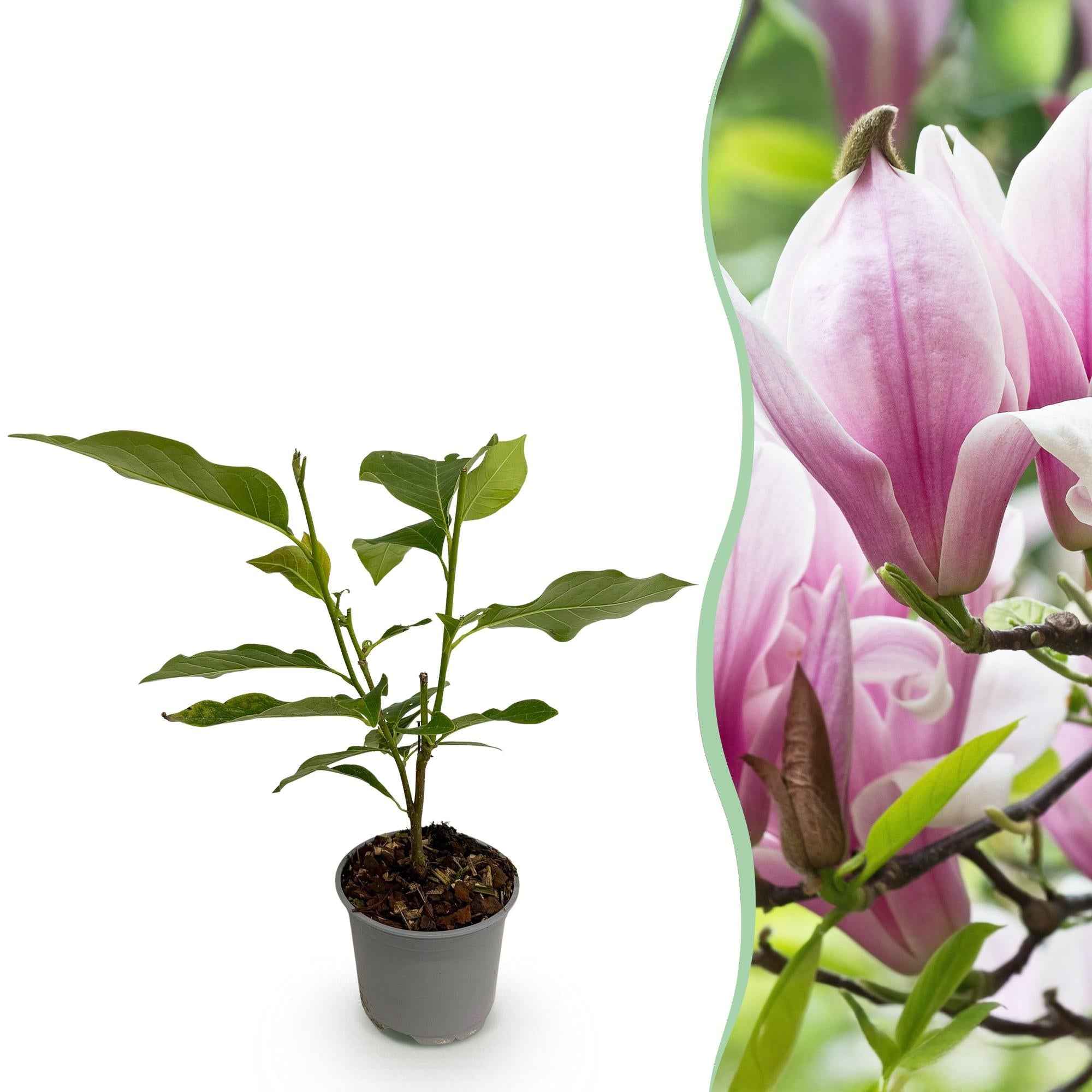 Image of Magnolia George Henry Kern – 12cm – Höhe ca. 30cm – Rosa duftende Blüten – Laubabwerfender Zierstrauch – Pflegeleicht für Beet, Balkon & Terrasse-0