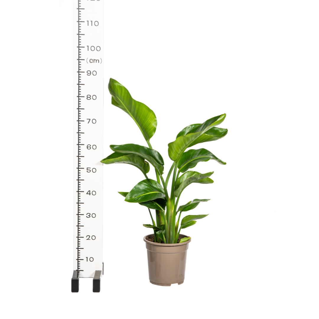 Image of Baum – Strelitzie – Strelitzia Nicolai – Zimmerpflanze – Tropische Riesenpflanze – Ø21cm – Höhe 90-110cm – Exotischer Blickfang – Pflegeleicht-4