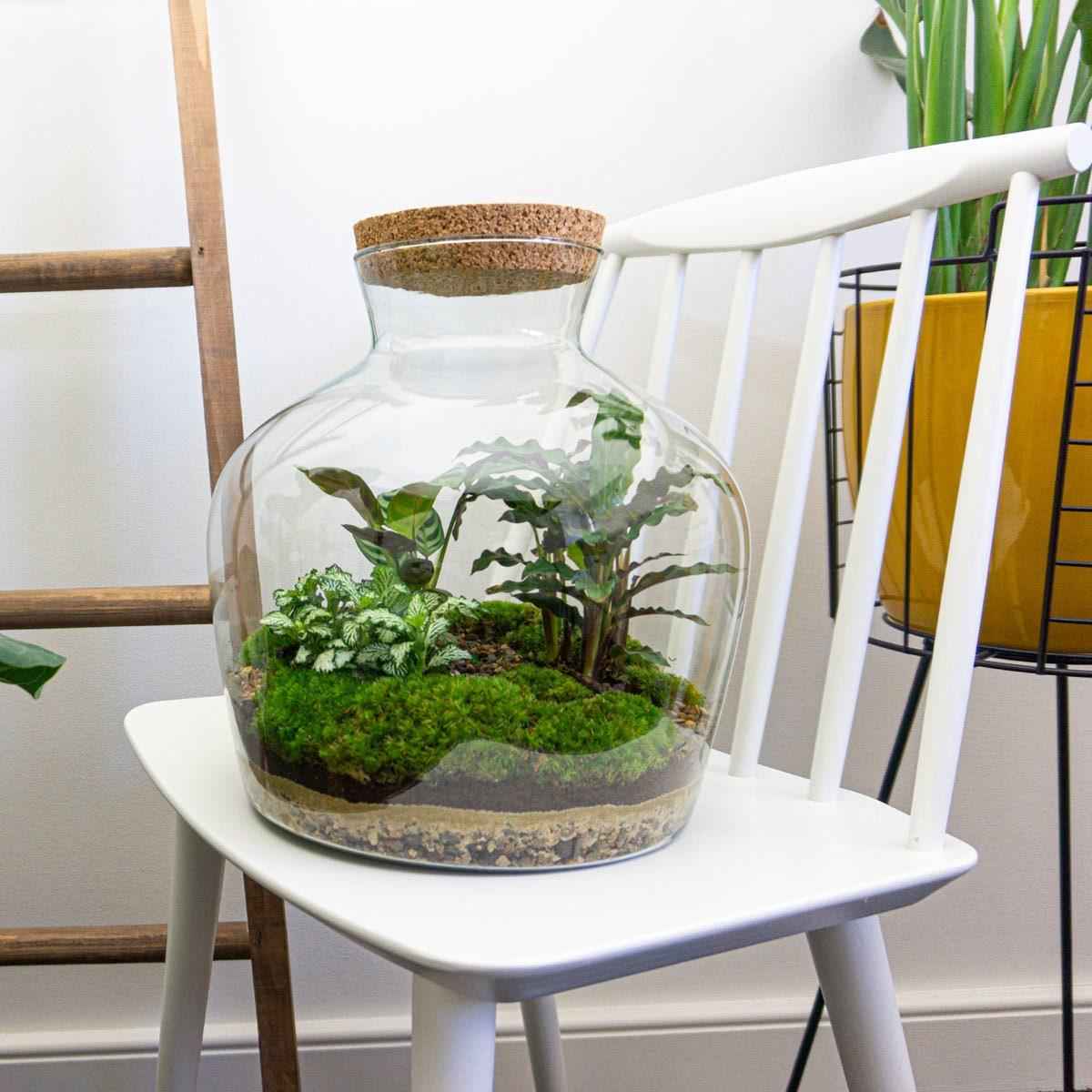 Image of Flaschengarten DIY Bausatz Fat Joe – Terrarium Set mit Pflanzen, Moos & Zubehör – Ø29cm ↕30cm – Selbstversorgendes Pflanzterrarium mit 5 – Schritte-1