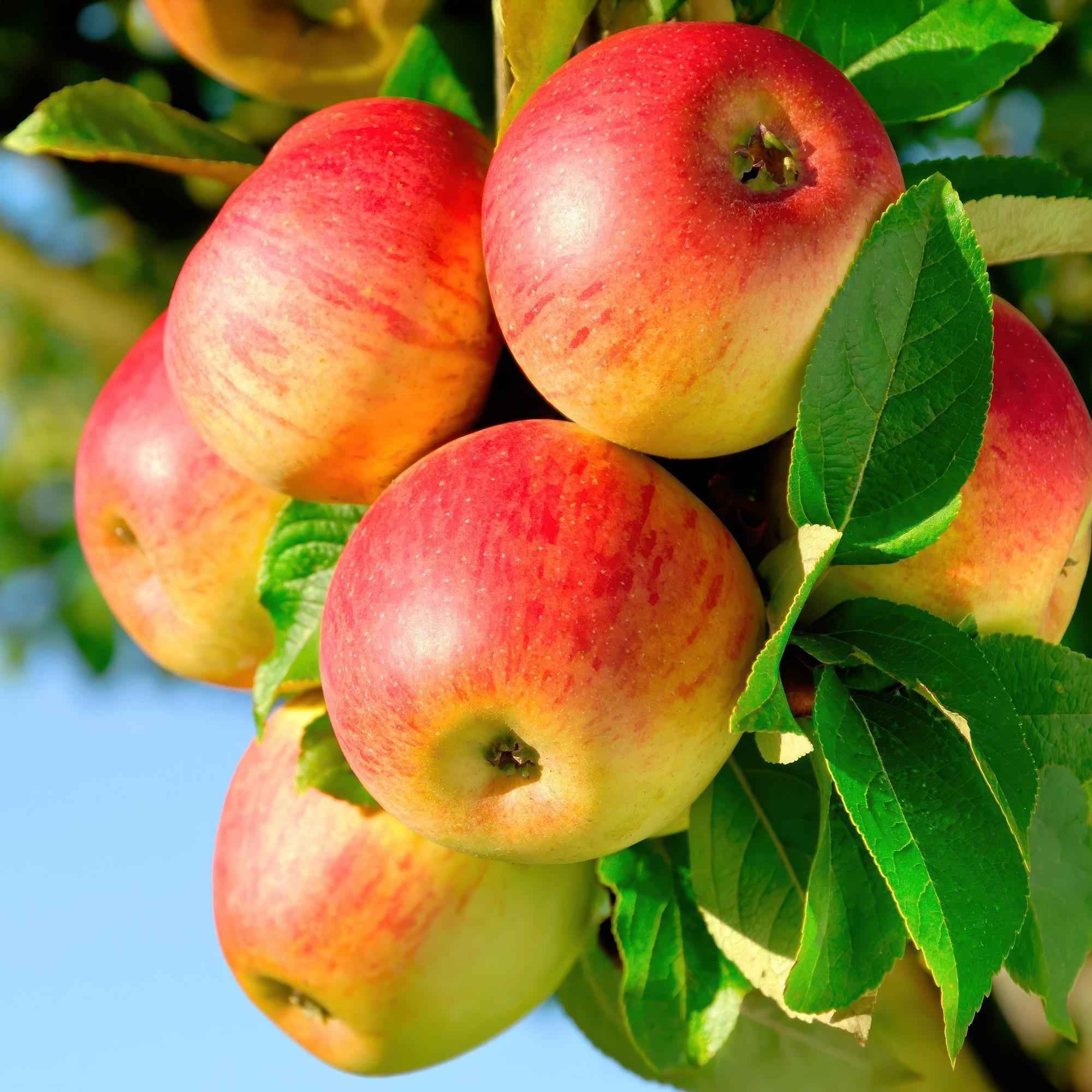 Image of Apfelbaum Malus domestica Jonagold – Gelbgrüner Apfel – Obstbaum im Ø21cm – Höhe ca. 90cm – Süß – saurer Geschmack – Pflegeleicht & gesund-0